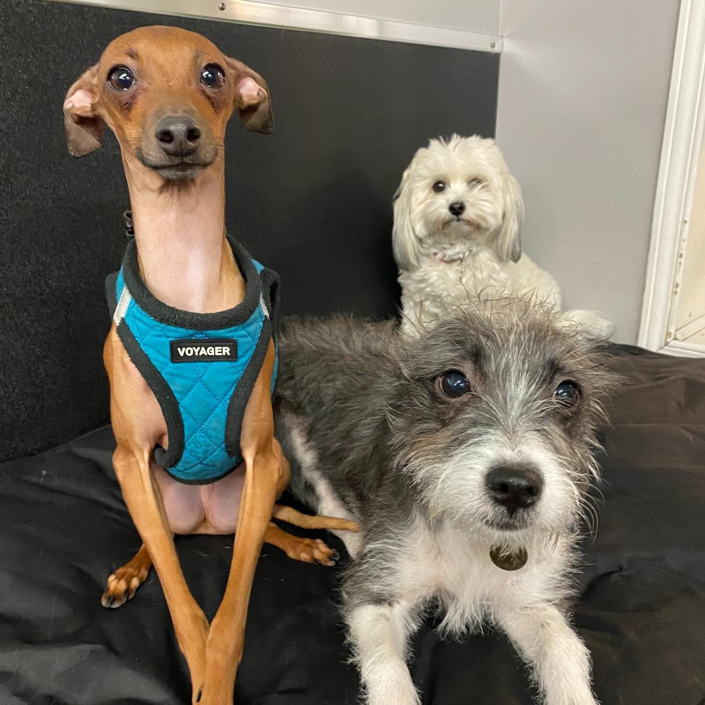 🤩😍🥰🐾 #dogs #puppies #doggydaycare #bestfriends #dogfriends