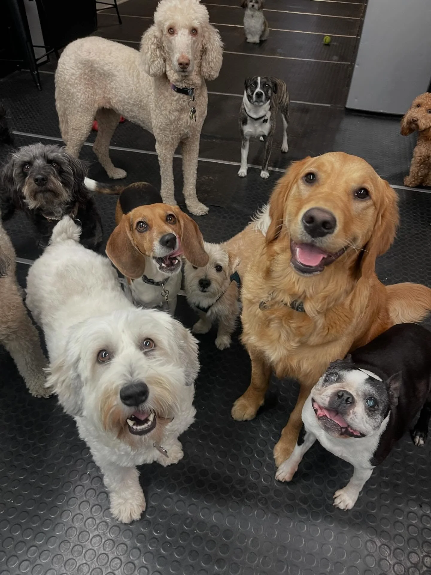 🤩😍🤩😍🐾 #dogs #puppies #dogfriends #dogsofinstagram #puppiesofinstagram