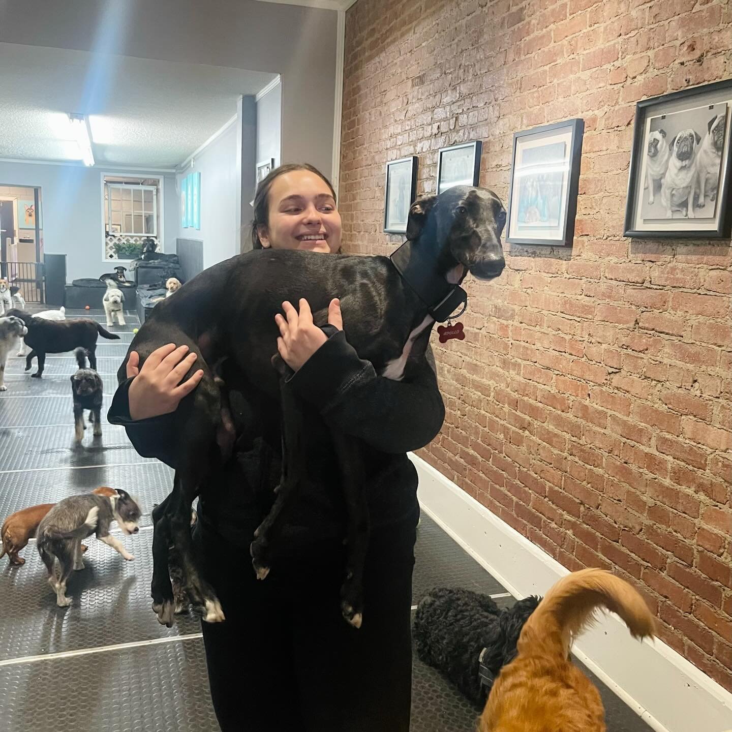 Best. Job. Ever. 🐾🥰❤️ #bestjobever #doggydaycare #doglove #bestfriends #dogfriends