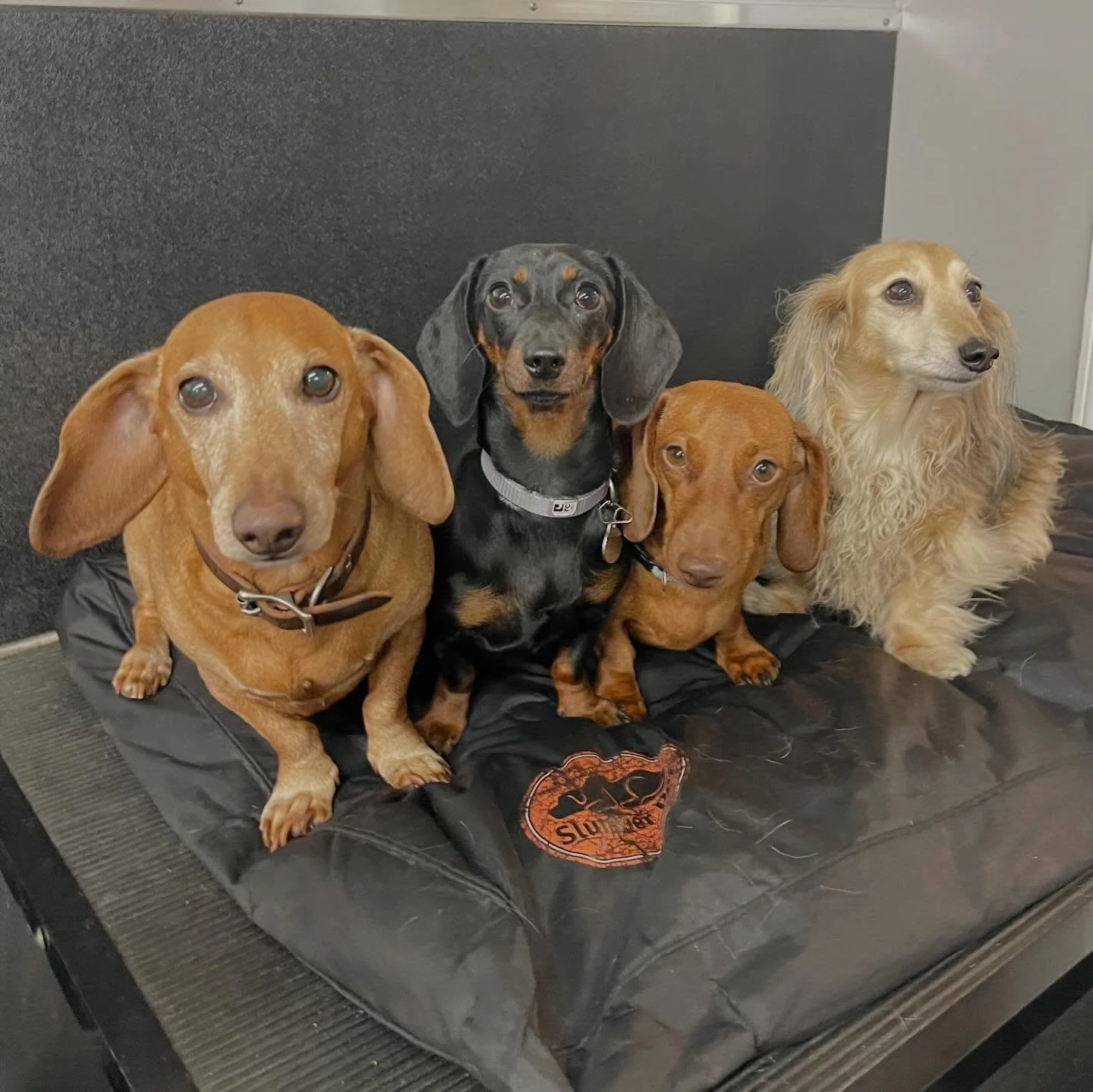 Birds of a feather&hellip; ❤️🐾 #dogs #doggydaycare #bestfriends #dogfriends #twins