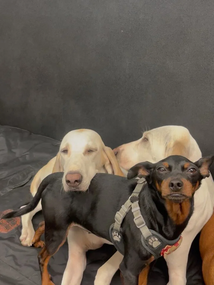 Rainy outside&hellip;cozy inside 🥰🐾❤️ #cozy #doggydaycare #snuggles #dogfriends #dogs