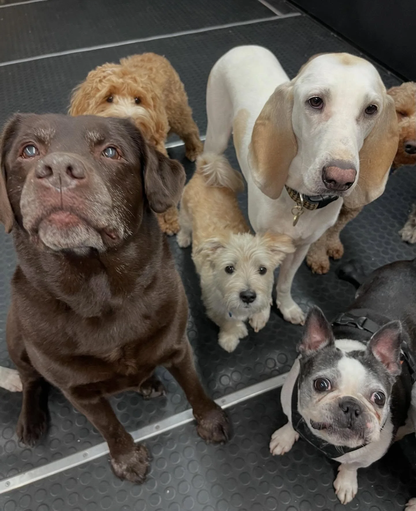 A playful day indeed! ✨🎉🐾 #playtime #dogsplaying #doggydaycare #dogfun #funday