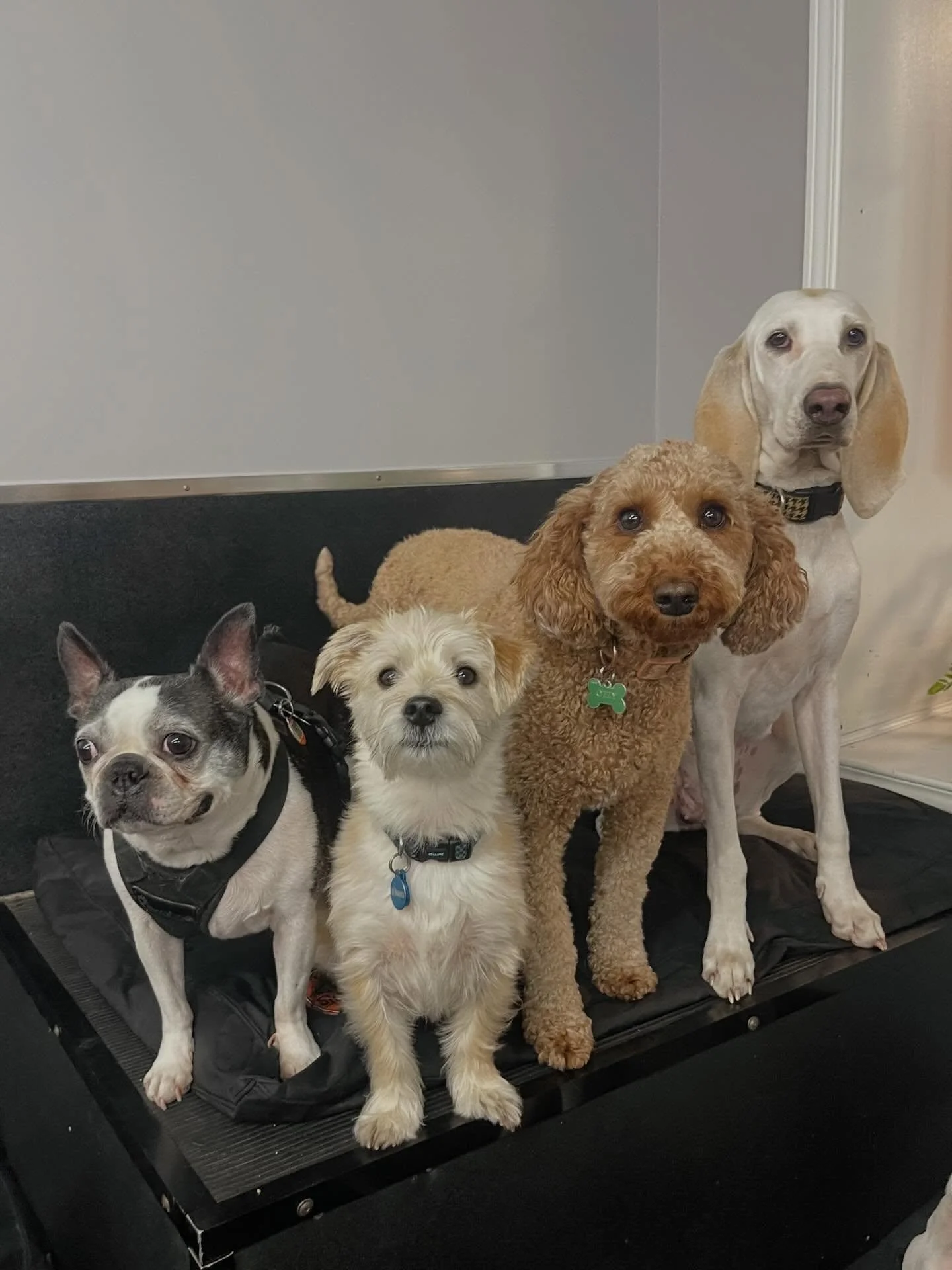 Happy Monday! ✨🐾❤️ #monday #doggydaycare #doggydaycarefun #dogfriends #dogsofinstagram