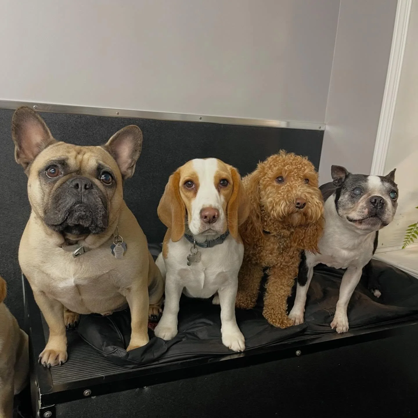 Our Tuesday cuties 😊🥰🐾 #cutedogs #bestdogs #bestfriends #doggydaycare #dogsofinstagram