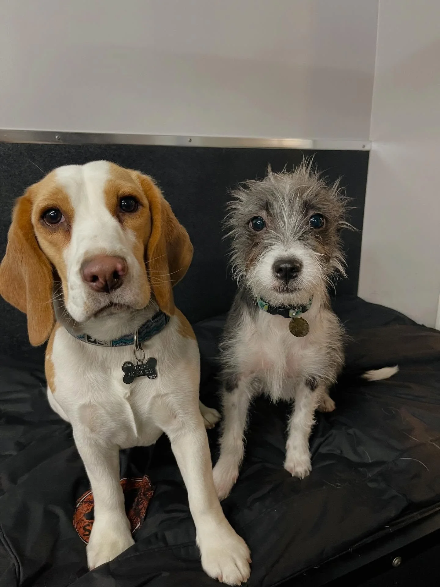 Our Tuesday cuties 🐾🥰😊 #cutedogs #bestdogs #doggydaycare #bestfriends #happyplace