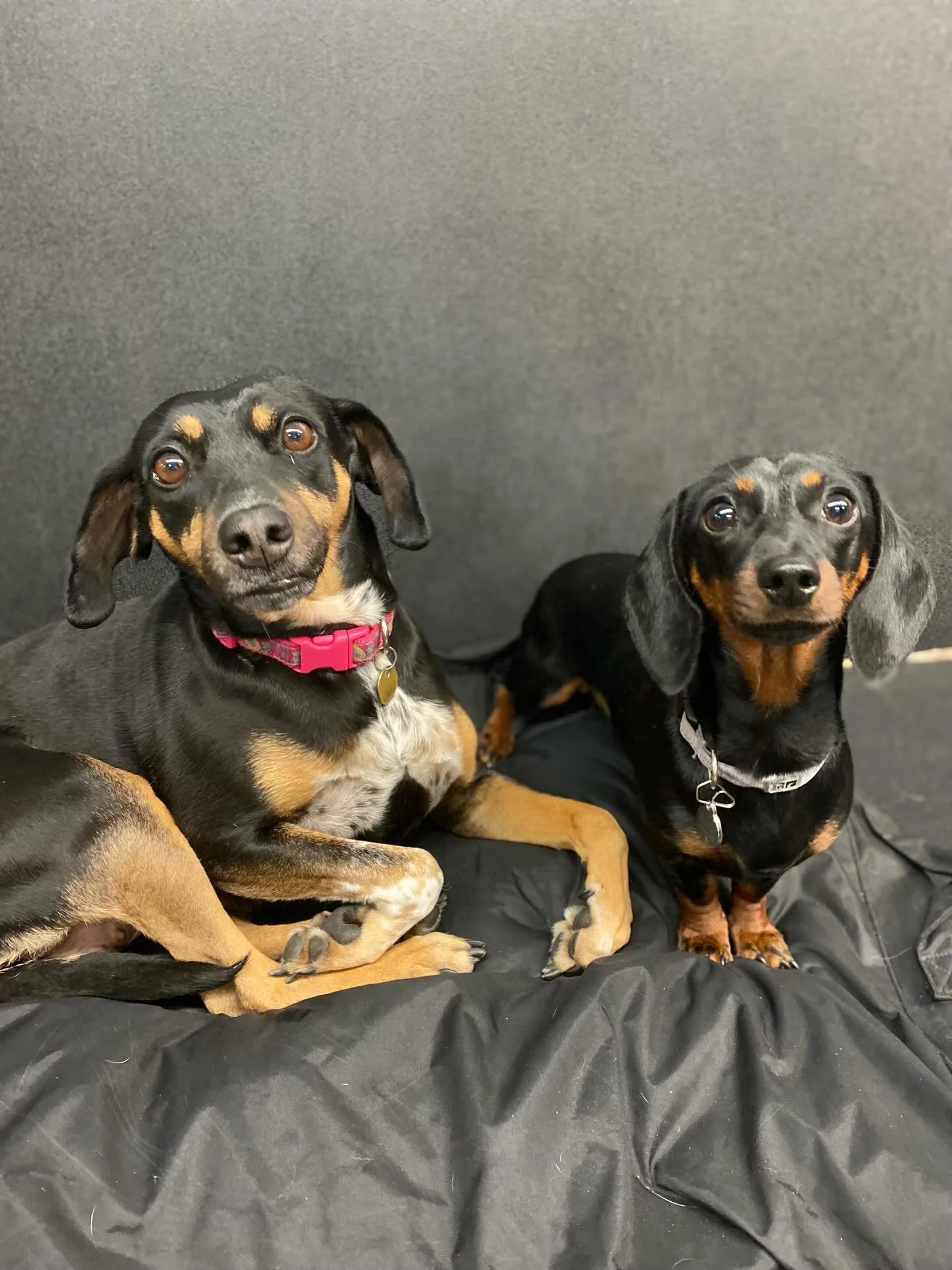 A snuggly bunch today 🥰🐾❤️ #snuggles #puppysnuggles #doggydaycare #bestfriends #doglove