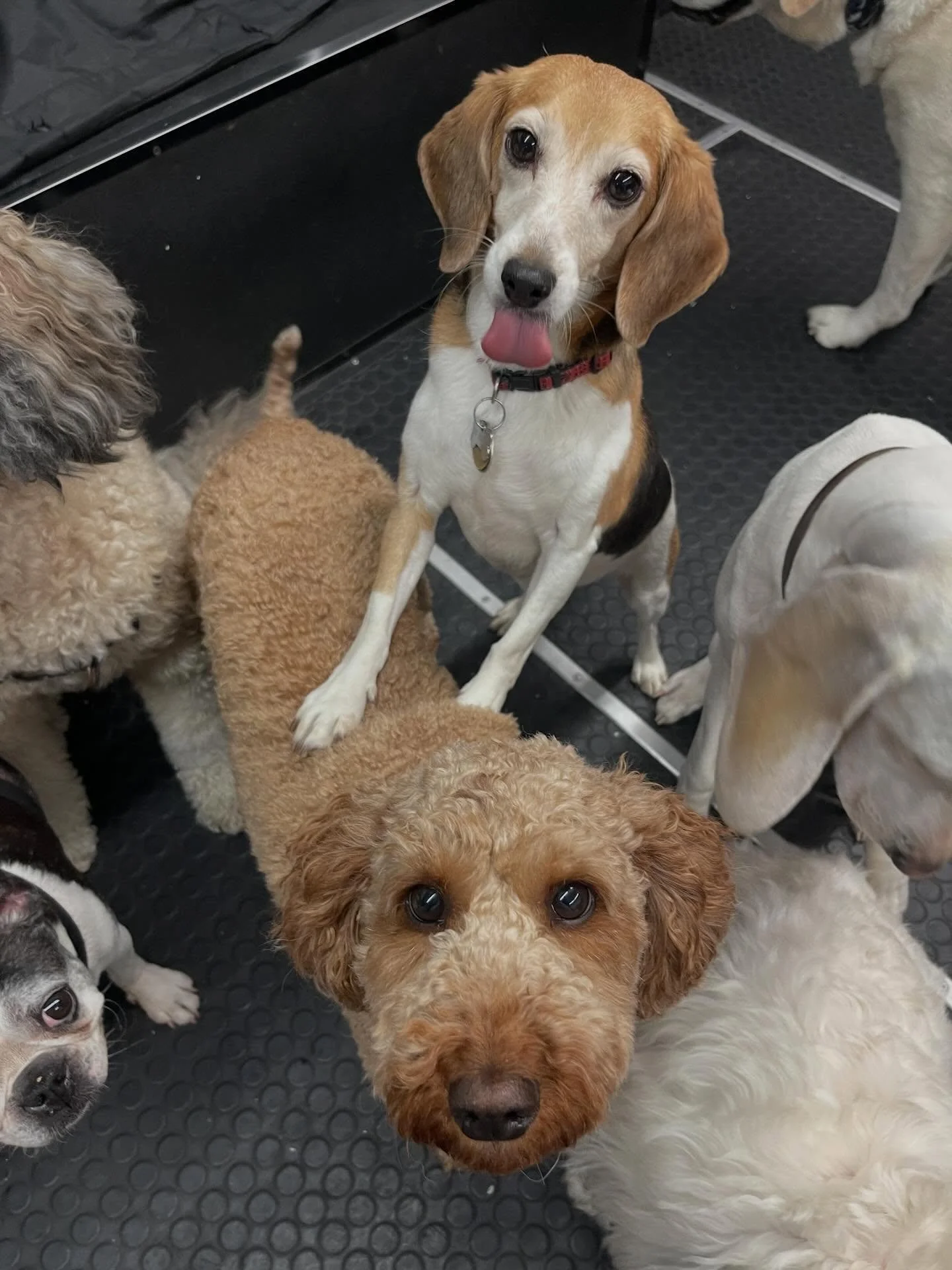 Our pooches are Sooo photogenic!! 🤩📸🤩🐾 #dogphotography #dogs #puppies #doggydaycare #dogmodels