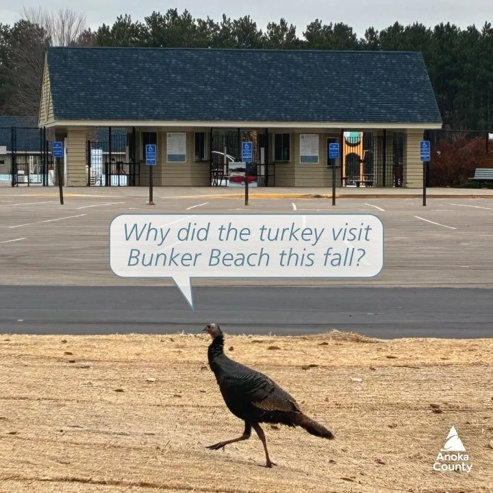 Why did the turkey visit Bunker Beach this fall? 🦃💭

To gobble up some exciting news and share it with you! 

It has been a busy fall in Bunker Hills Regional Park. In addition to pavement improvements at the south gatehouse and campgrounds, Bunker