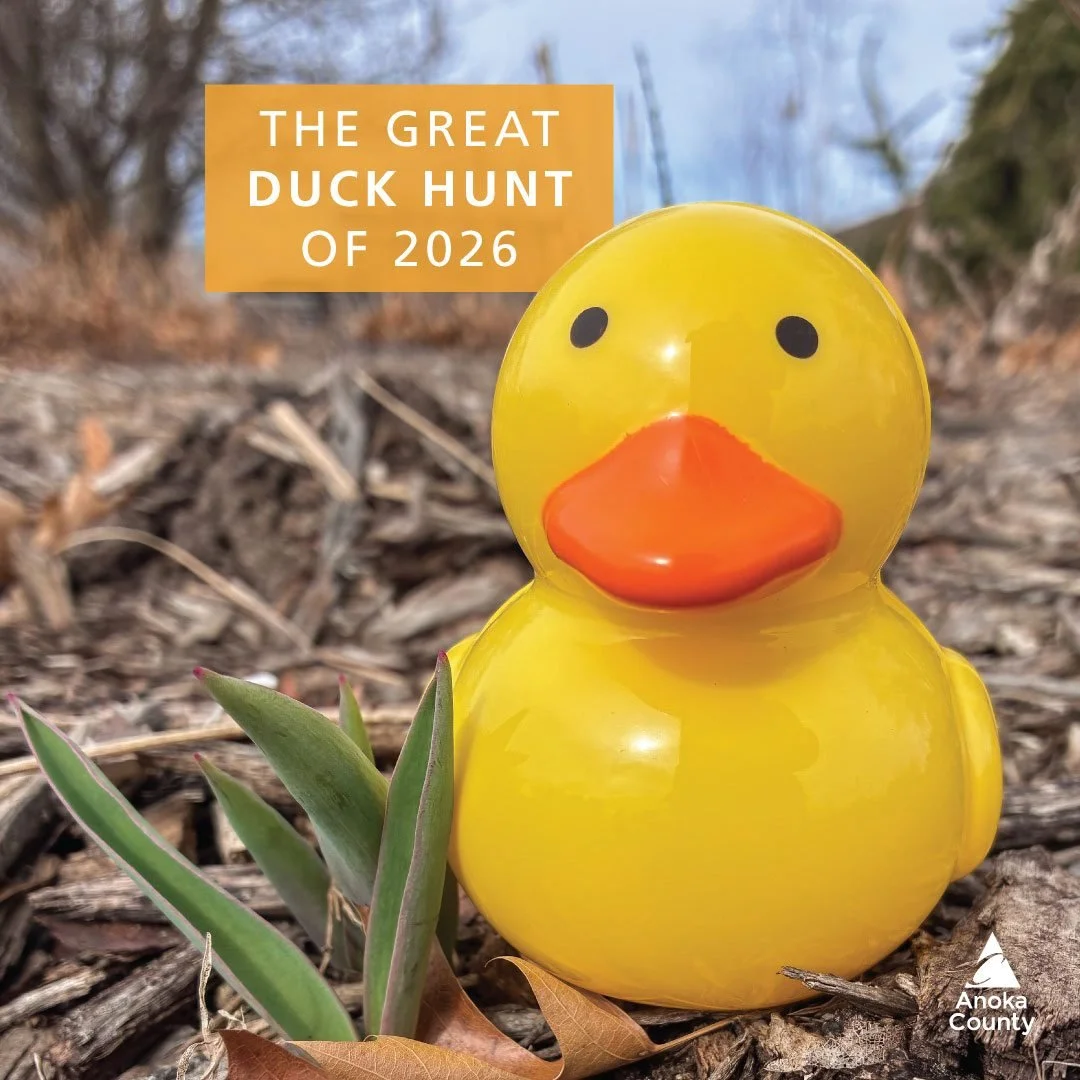 🦆 Quack! Quack! Puddles made a splashy escape from Bunker Beach again! Can you use your detective skills to track Puddles down? 

🔎 The Great Duck Hunt of 2026 

⏳ WHEN: 
Starts on Monday, April 6 at 10 am.
The hunt lasts until Puddles is found.

?