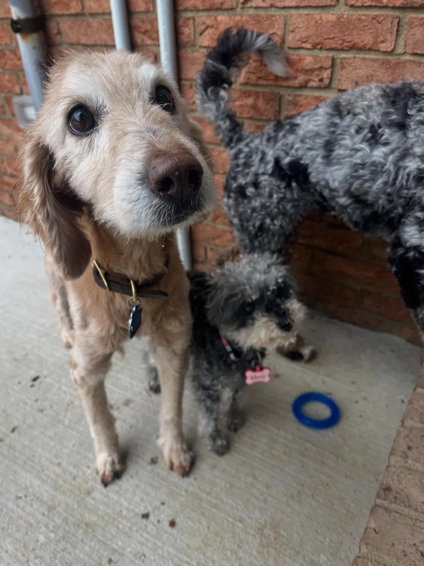 Winston, Lucy, &amp; Moxie (also Lucy&rsquo;s first snow!)