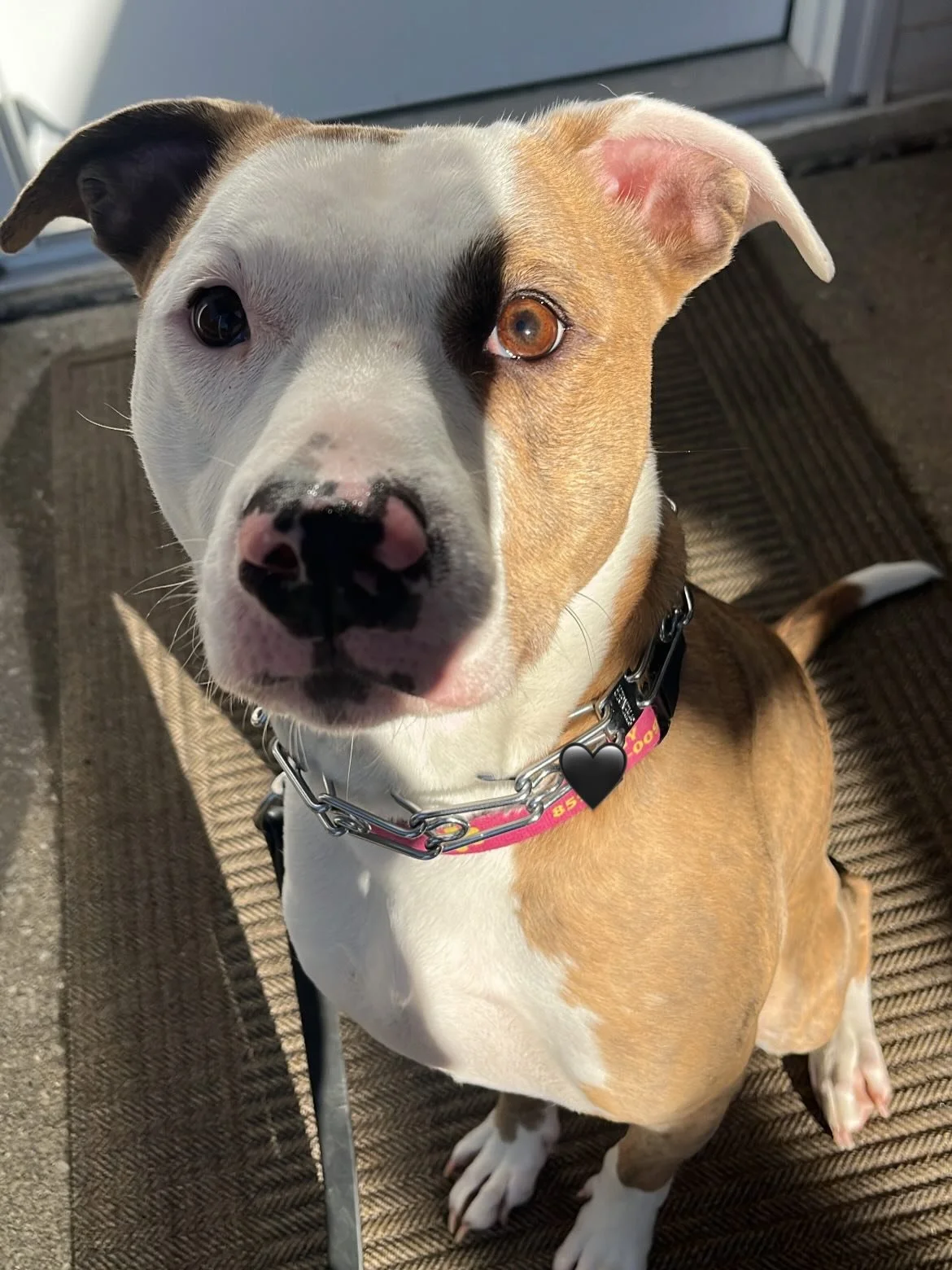 Tiggy 🐾
Everyone needs something different with their visit. Sometimes it&rsquo;s just practice on things they know!