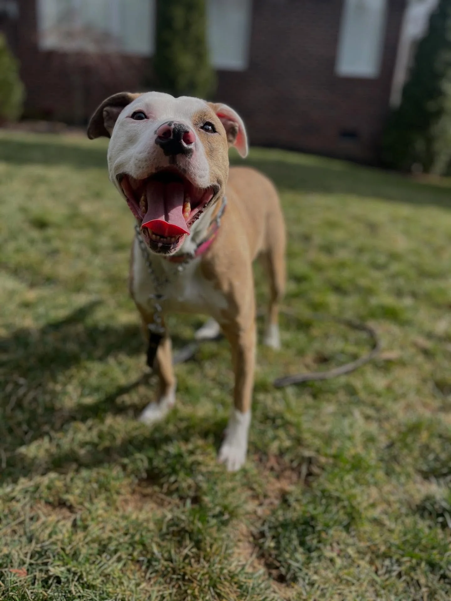 Happy Birthday Tig!!! 🐾🥳

Peep those adorable toe beans 🥹