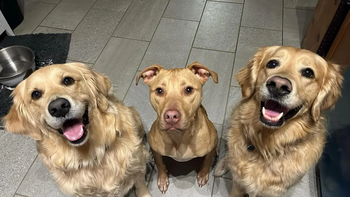 Finnie hanging out with tonight&rsquo;s house guests, Bovie &amp; Athena ☺️