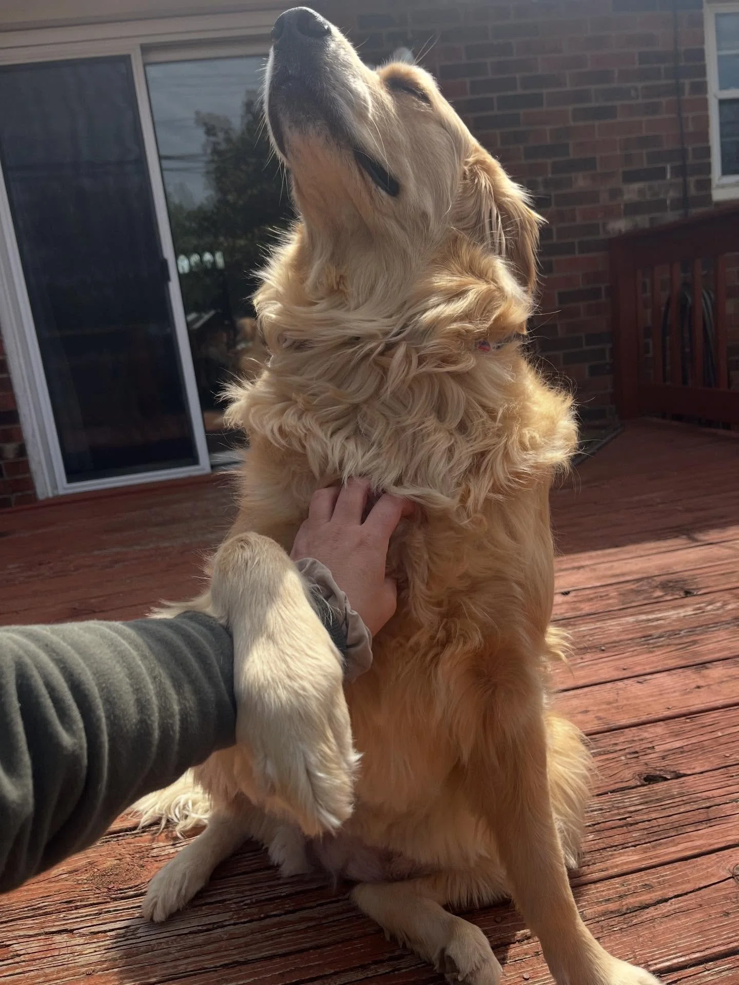 Sunshine &amp; chest scratches ☀️