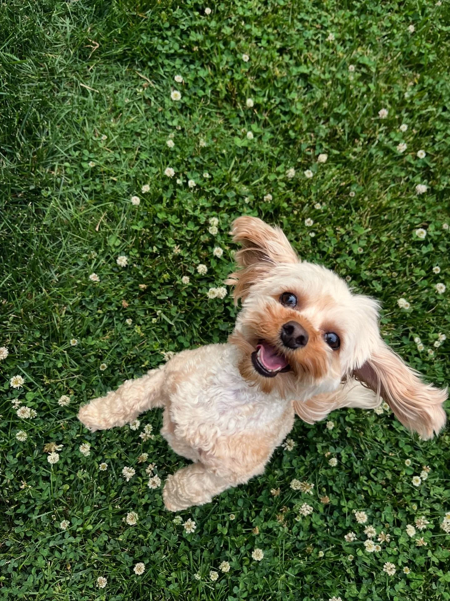 This picture is too perfect to not have a permanent spot! Juju ☀️🐾