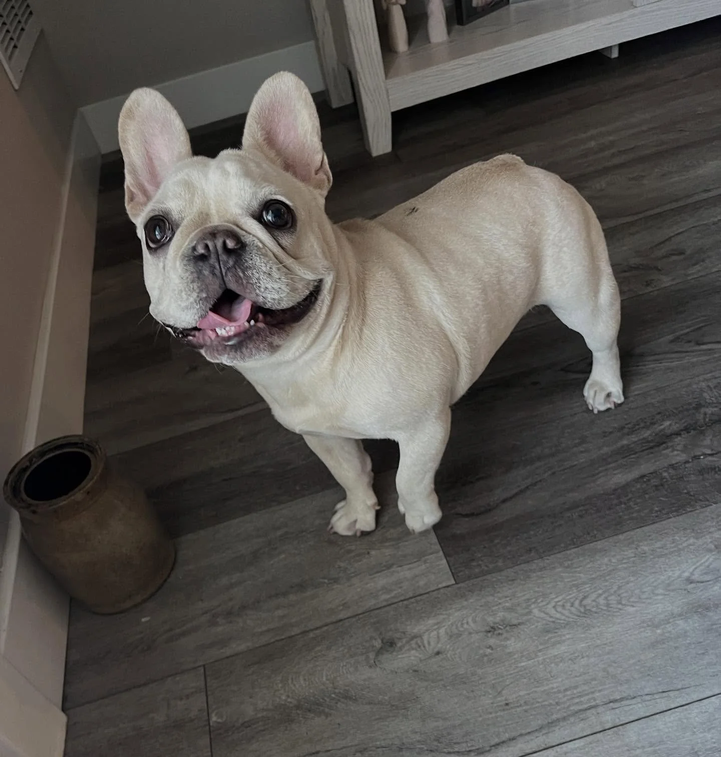 Derby is ONE!!! 🎉
She used to be so tiny &hearts;️🐾