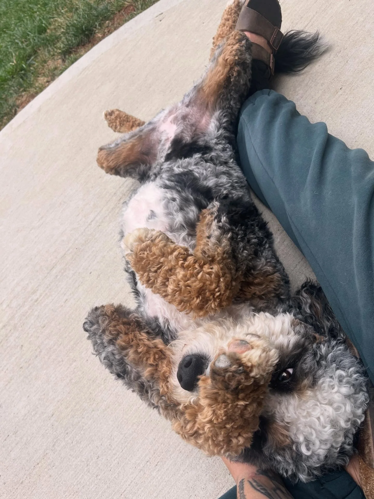 Sometimes after the puppy&rsquo;s walk, backyard hangouts are just what you need &hearts;️