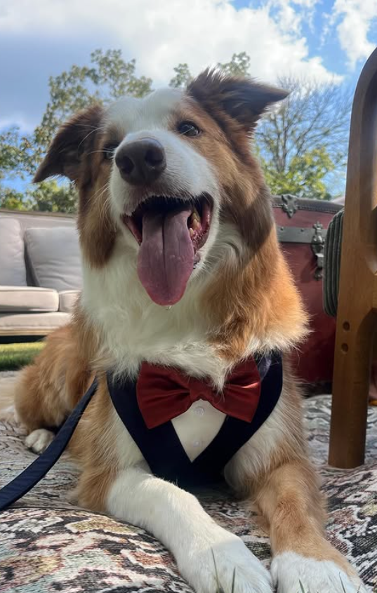 Wedding w/ Boarding