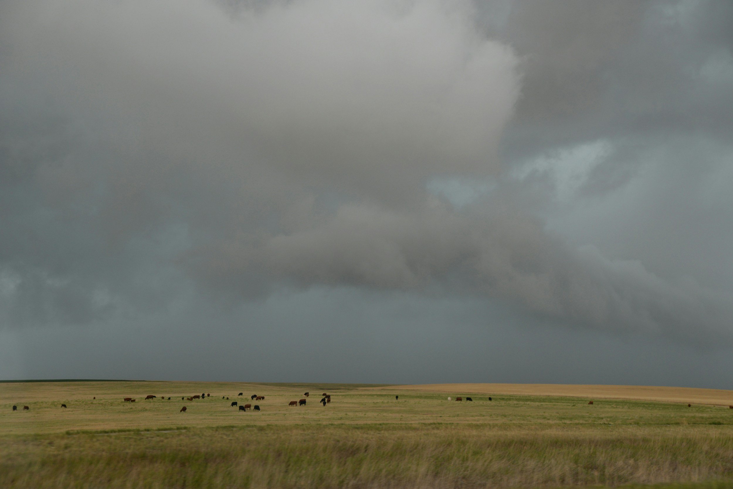 Texas Pasture with Stormy Clouds Over Pasture of Cattle
