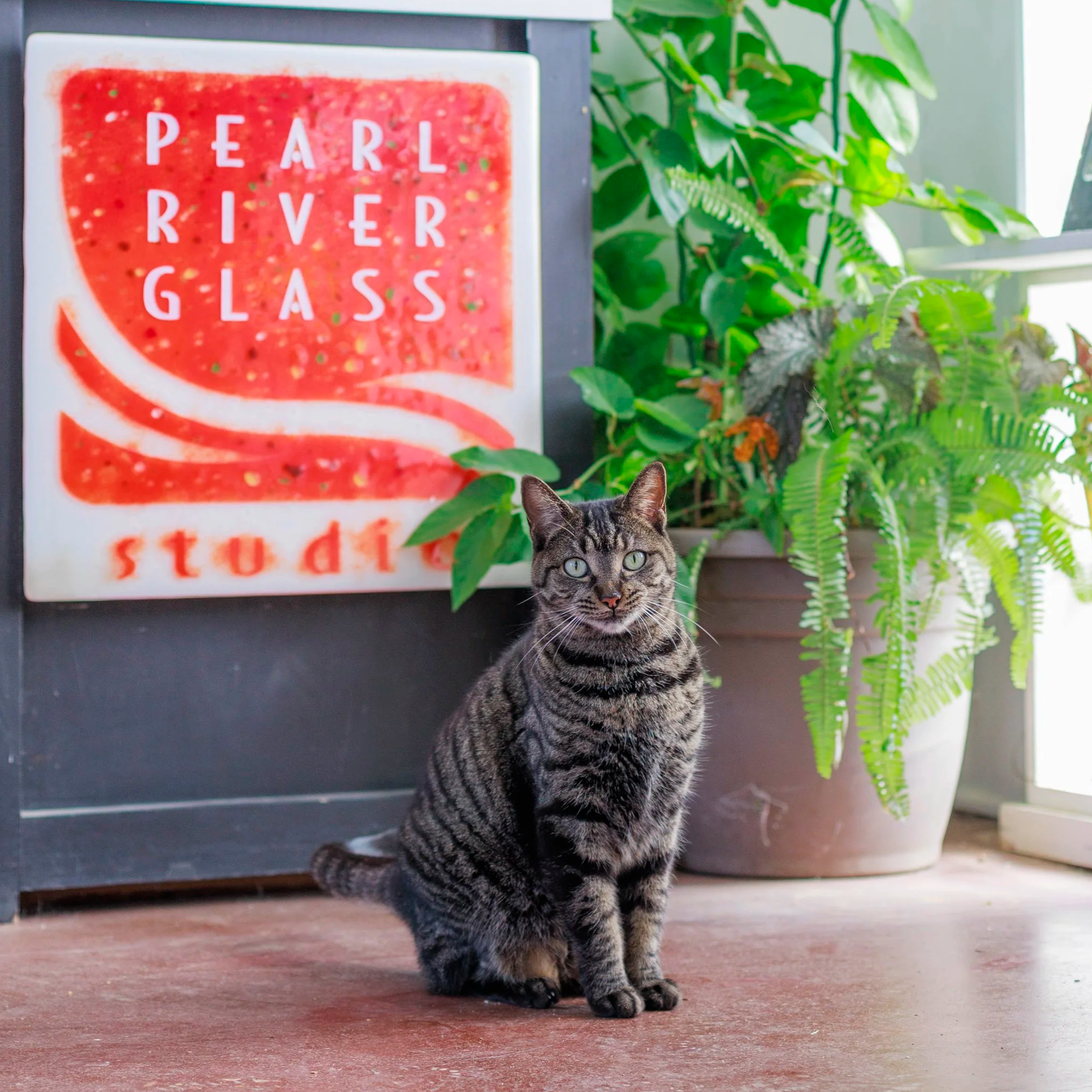 Rivers (Studio Cat)