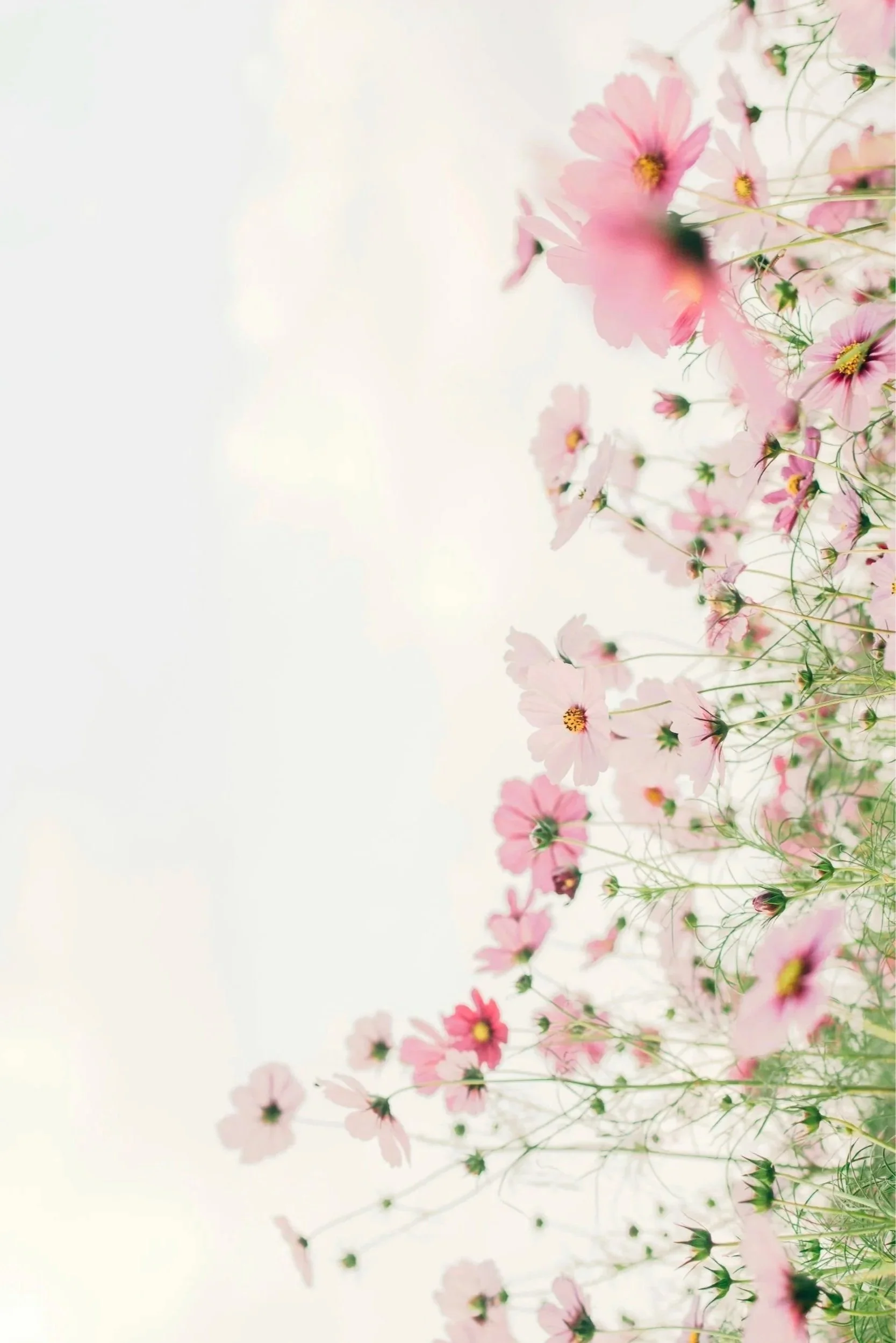 Pink and white cosmos flowers on the right side of the image with a pale sky background.