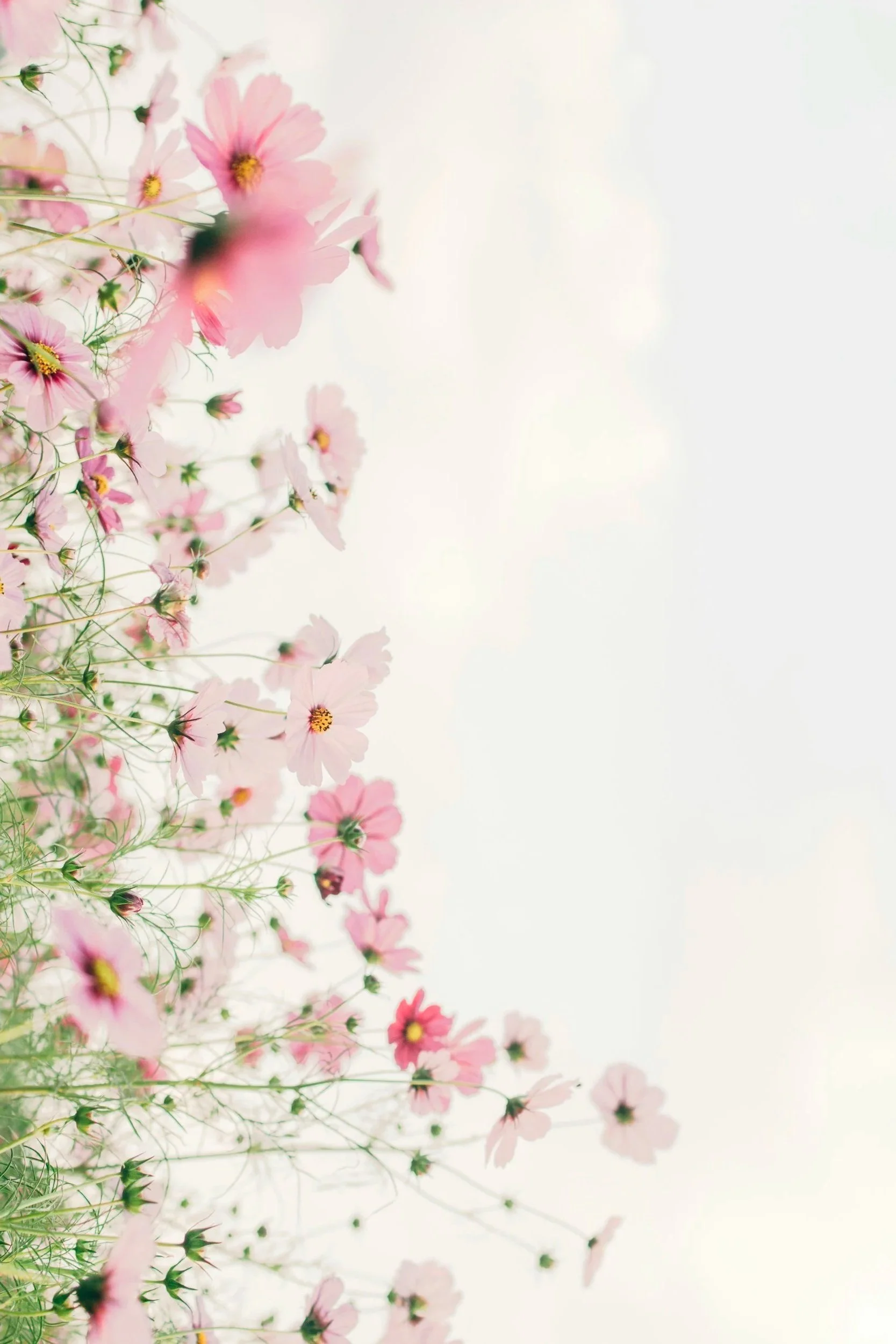 Pink and white cosmos flowers blooming on a hillside.