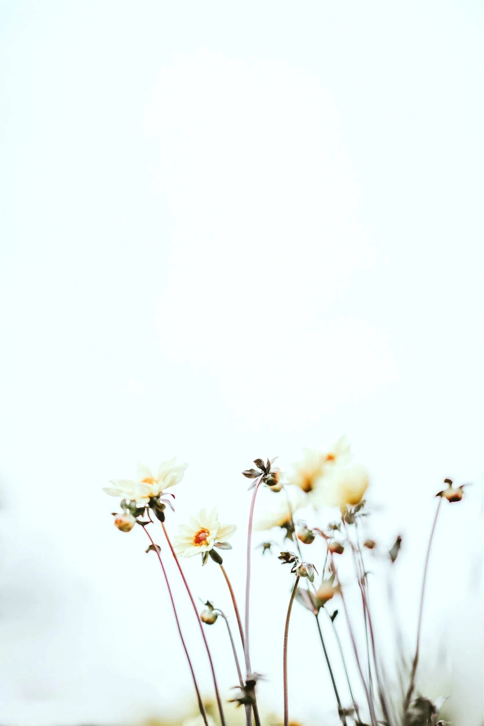 Close-up of white flowers with orange centers against a light background.