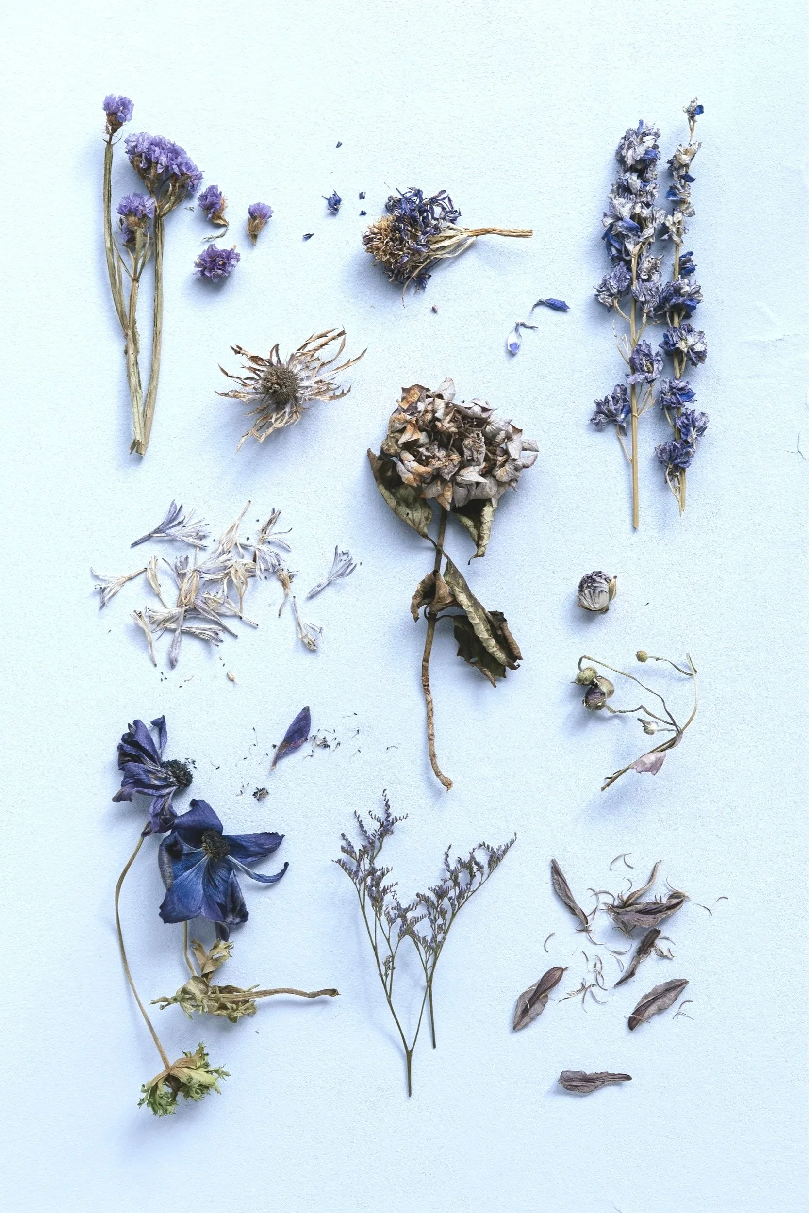 Collection of dried purple and blue flowers and plant stems arranged on a light surface.