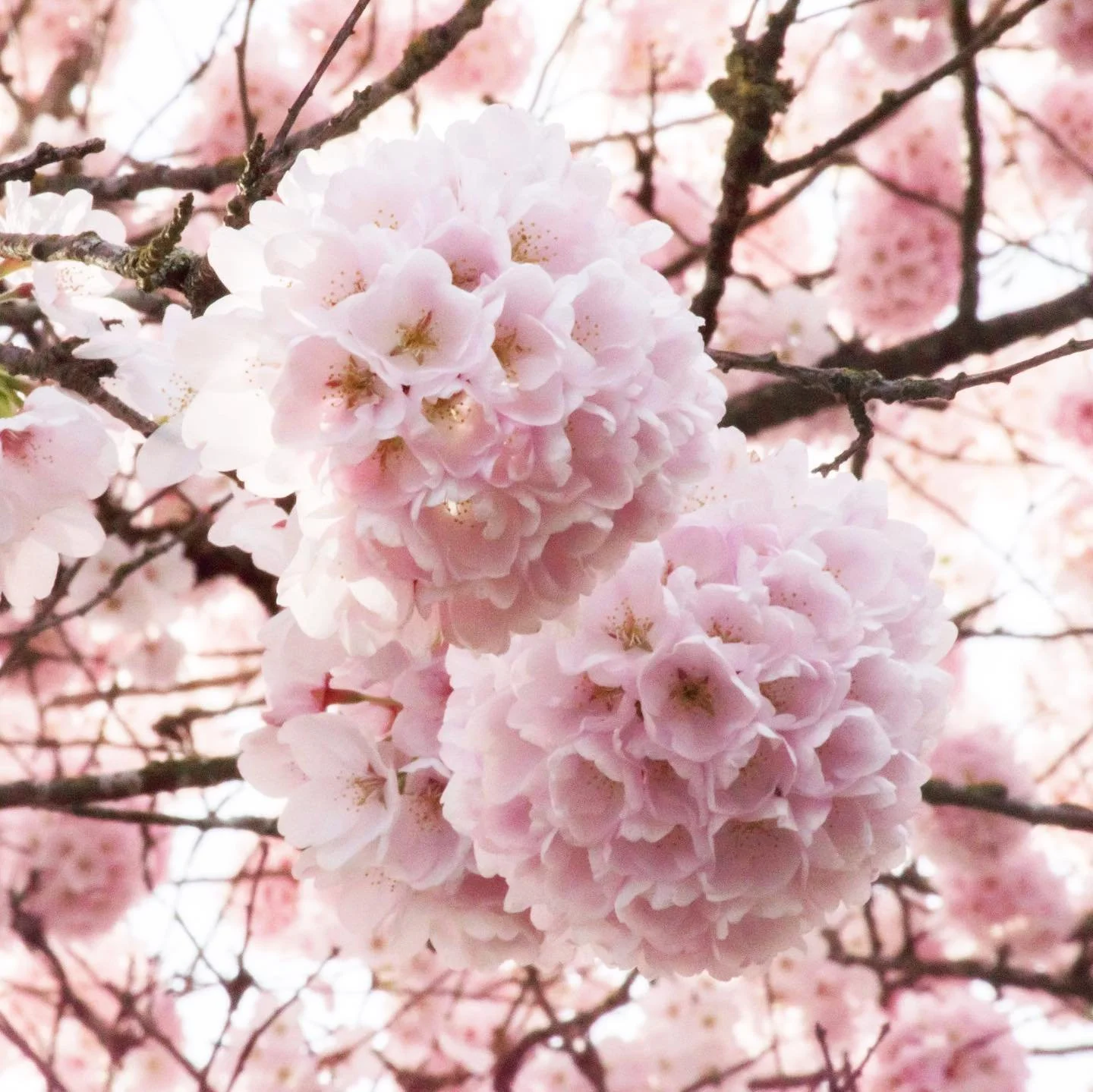 🌸🤍📸
. . .
#photography #nikon #nikond5600 #cherryblossom #nature #flower #spring #portland #pdx #pnw #art