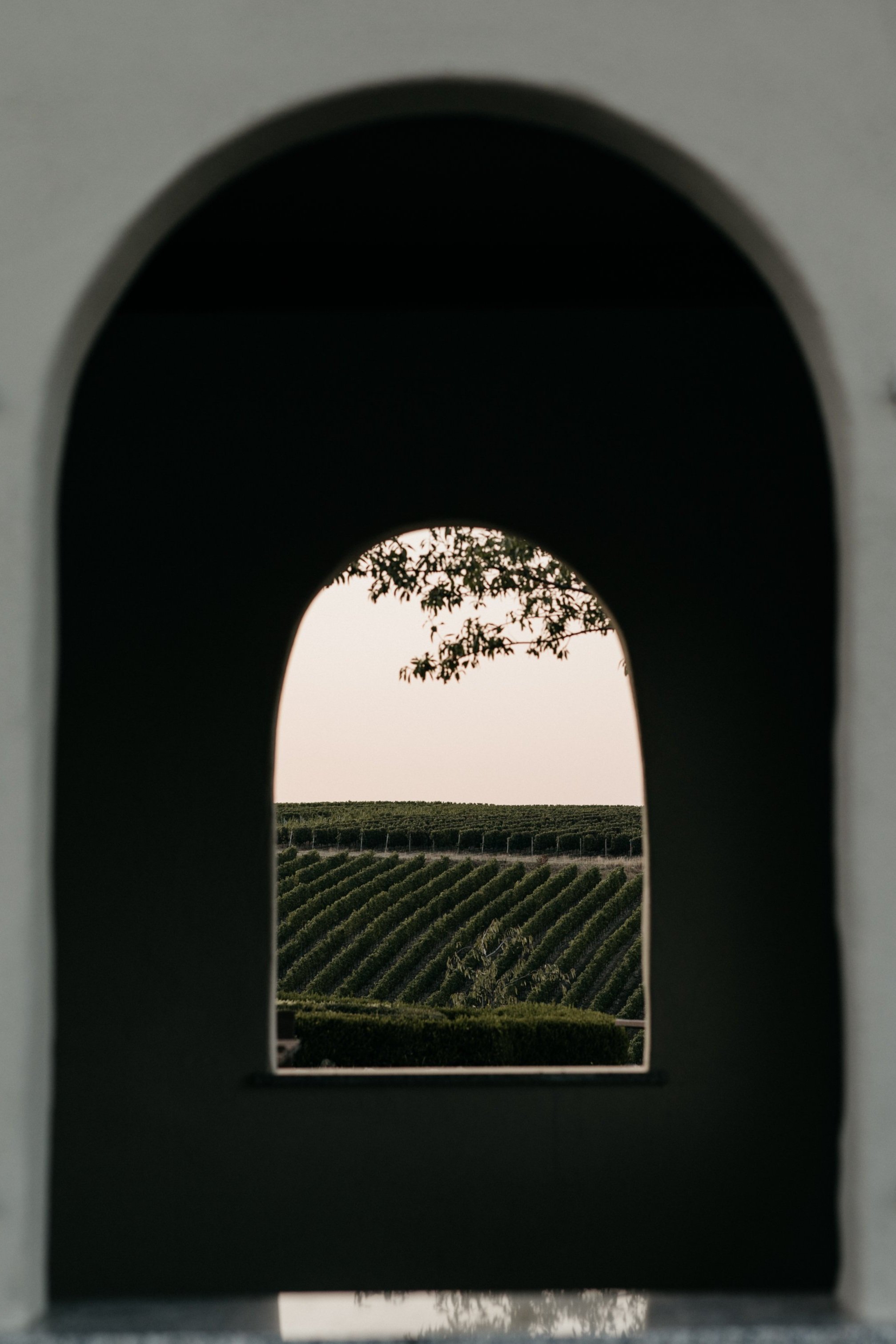 A view through a window in a wall showing a landscape of vineyard rows, a tree branch, and a clear sky in the distance.