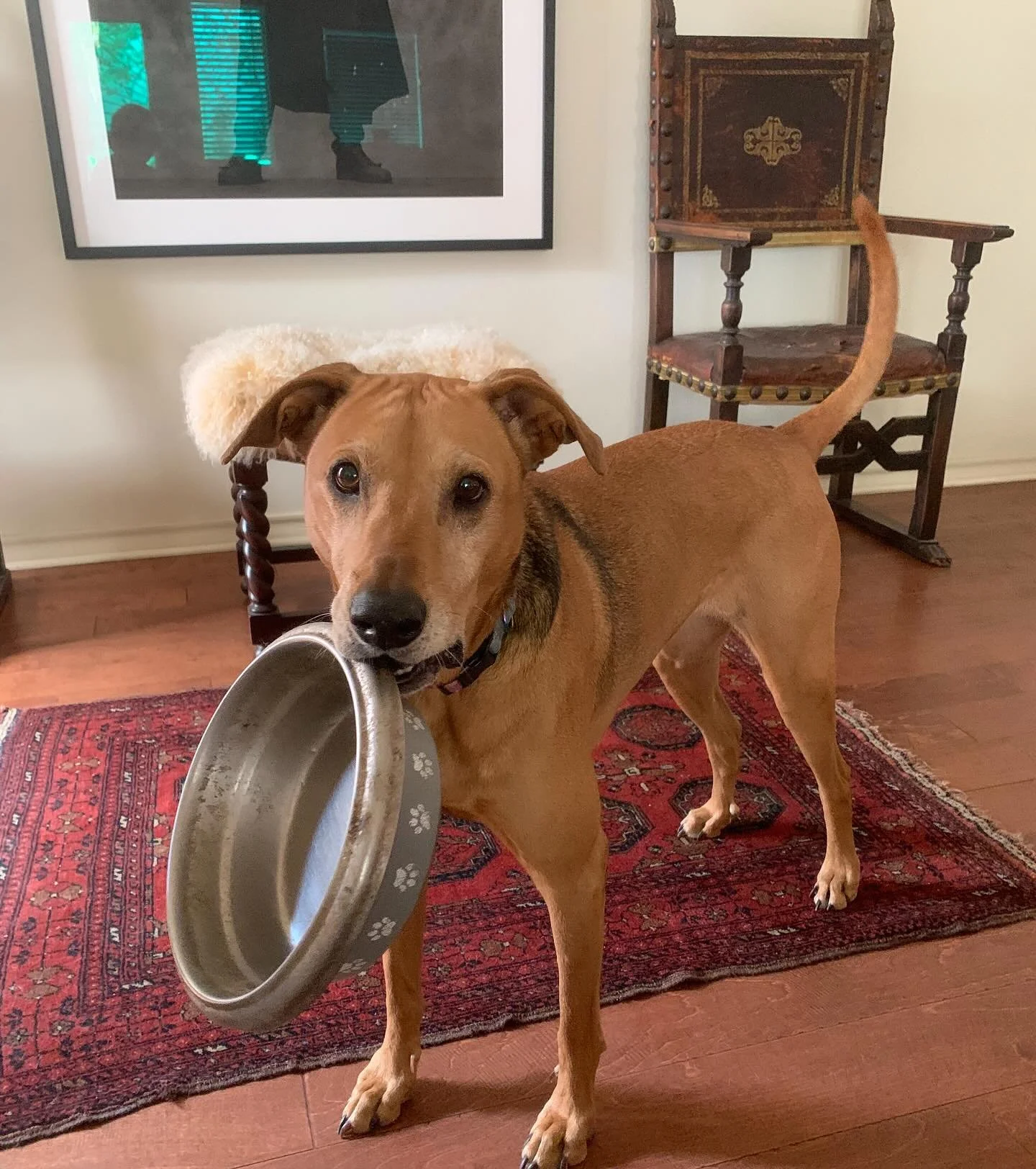 And it&rsquo;s about my girl, Annie, even though right now, she&rsquo;s doing a good imitation of a hungry circling shark. 

#xoxoBrenda #mustlovedogs #adoptdontshop #bestfriend #loveher like crazy.
