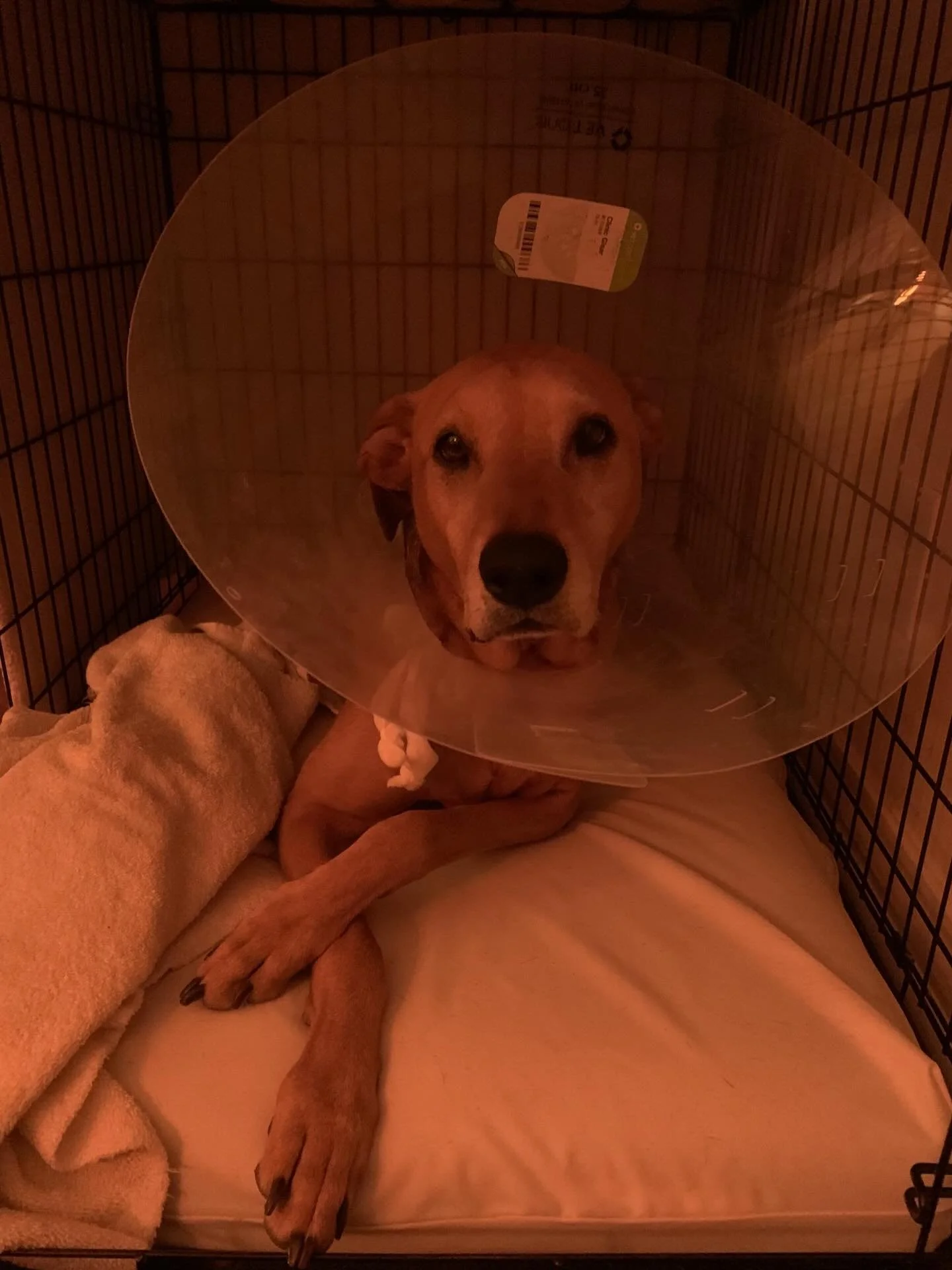 Day 6 after knee surgery and except for a scary reaction to one of her pain meds, my Annie girl is doing great! Thank you, God! &hearts;️ 

#xoxoBrenda #mustlovedogs #adoptdontshop #heartbreaker #bestfriend