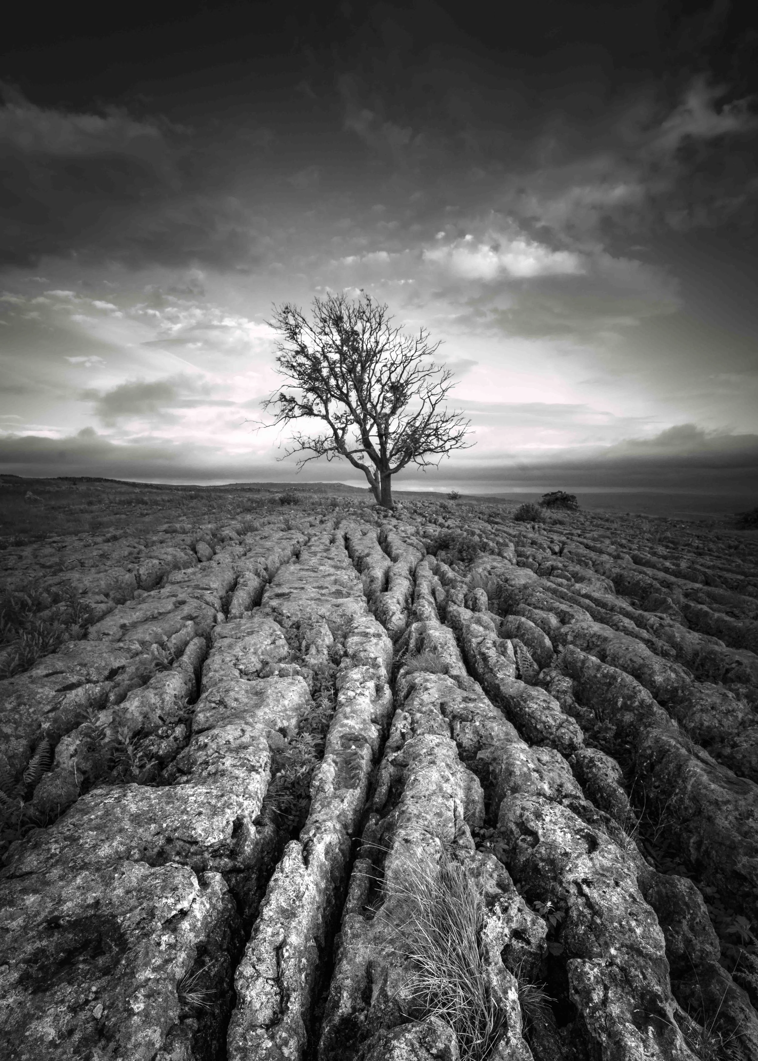 Andy_Gray_Lone-Tree-2.jpg