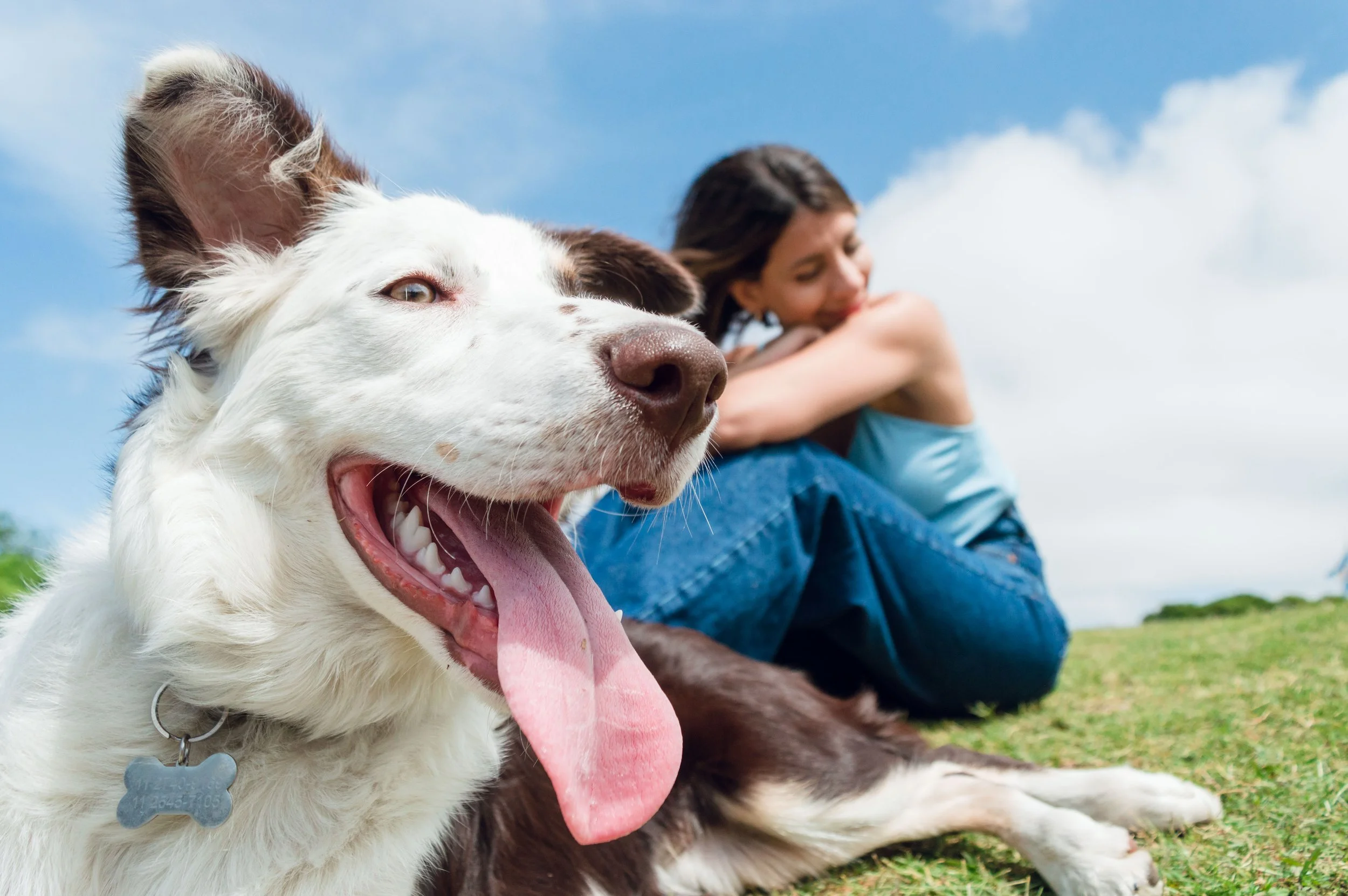 closeup-face-of-border-collie-breed-dog-with-its-o-2024-03-05-00-38-07-utc.jpg