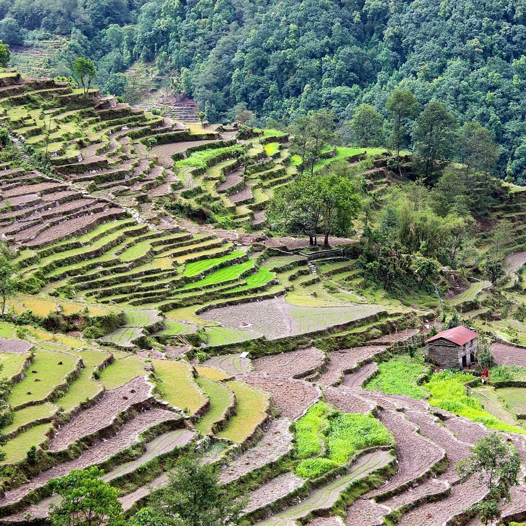 Rice terraces 🌾 

.
.
.

#exploretocreate #shotzdelight #visualsofearth #mystopover #traveladdicted #wowplacestogo #thebestdestinations #raw_world #beautifuldestinations #earthpix #globeshotz #earth_shotz #majestic_earth_ #photography #travelphotogr