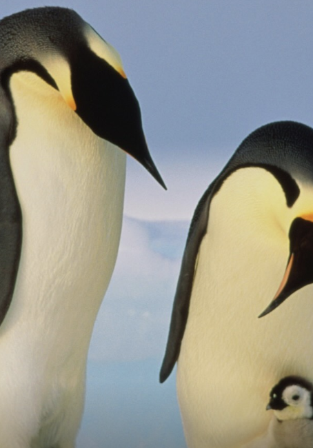 Screenshot 2024-11-20 at 4.45.18 PM.png