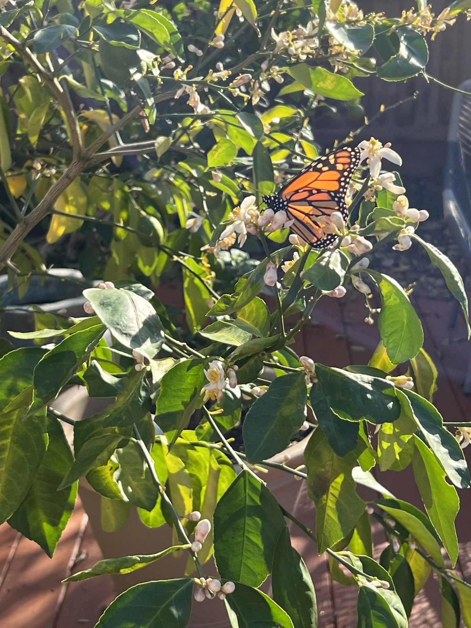 Why Your Fruit Tree Isn't Producing (5 Fixable Mistakes)