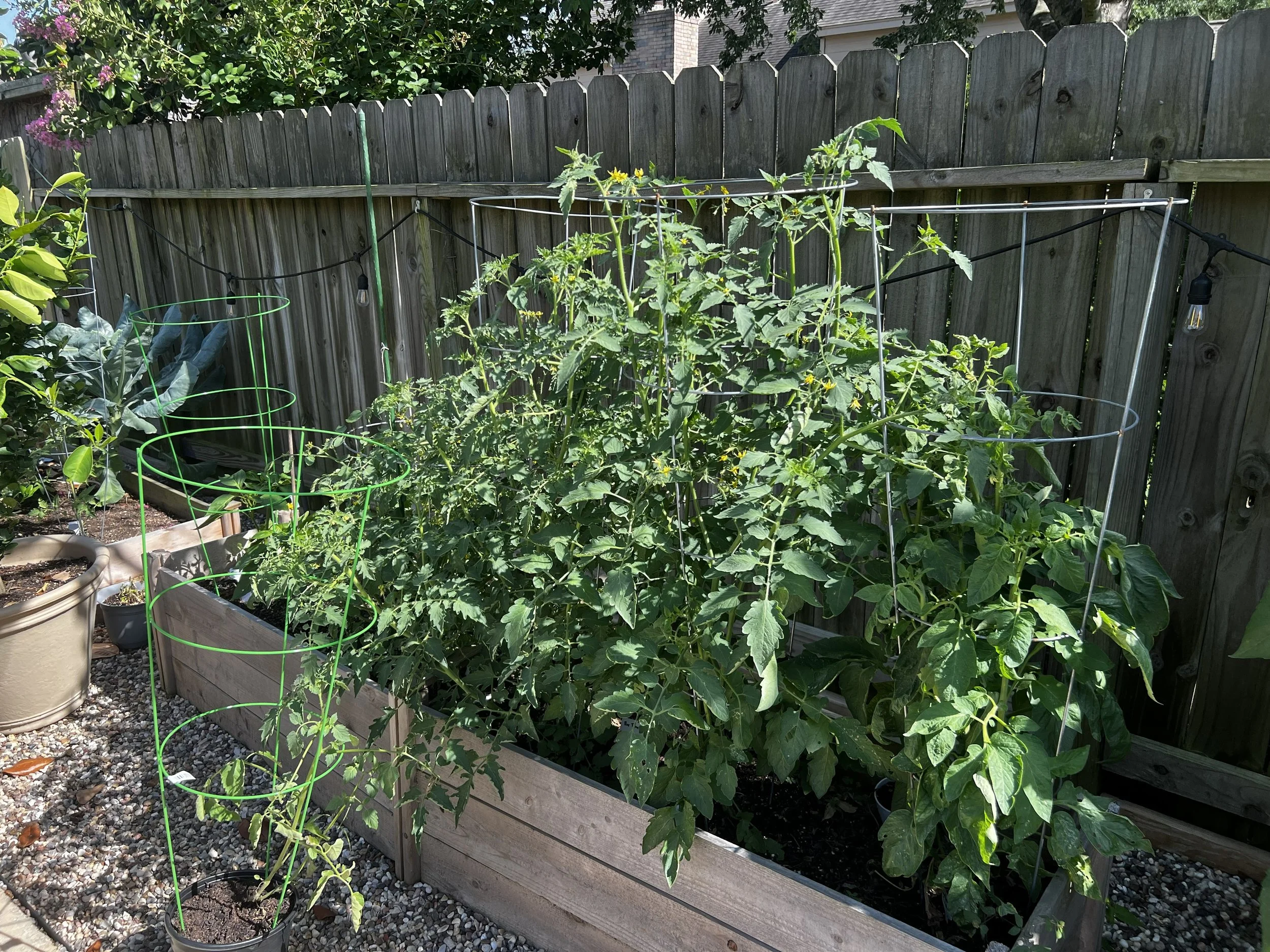 My Plant Looks Fine. So Why Isn't It Doing Anything?