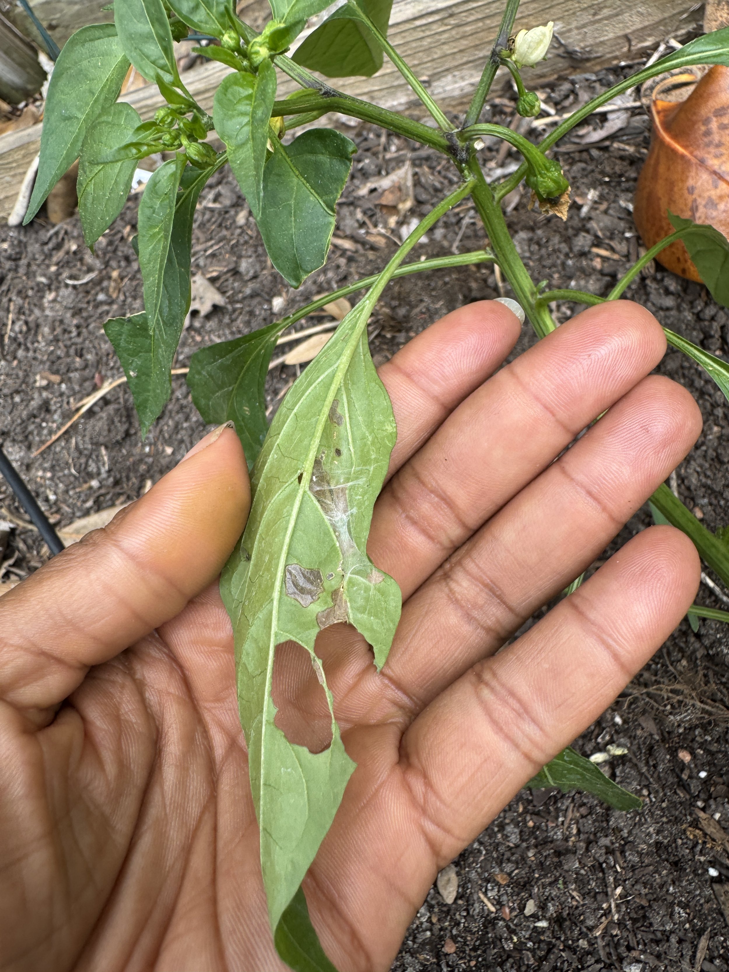 A Houston Gardener's Guide to Tending Plants