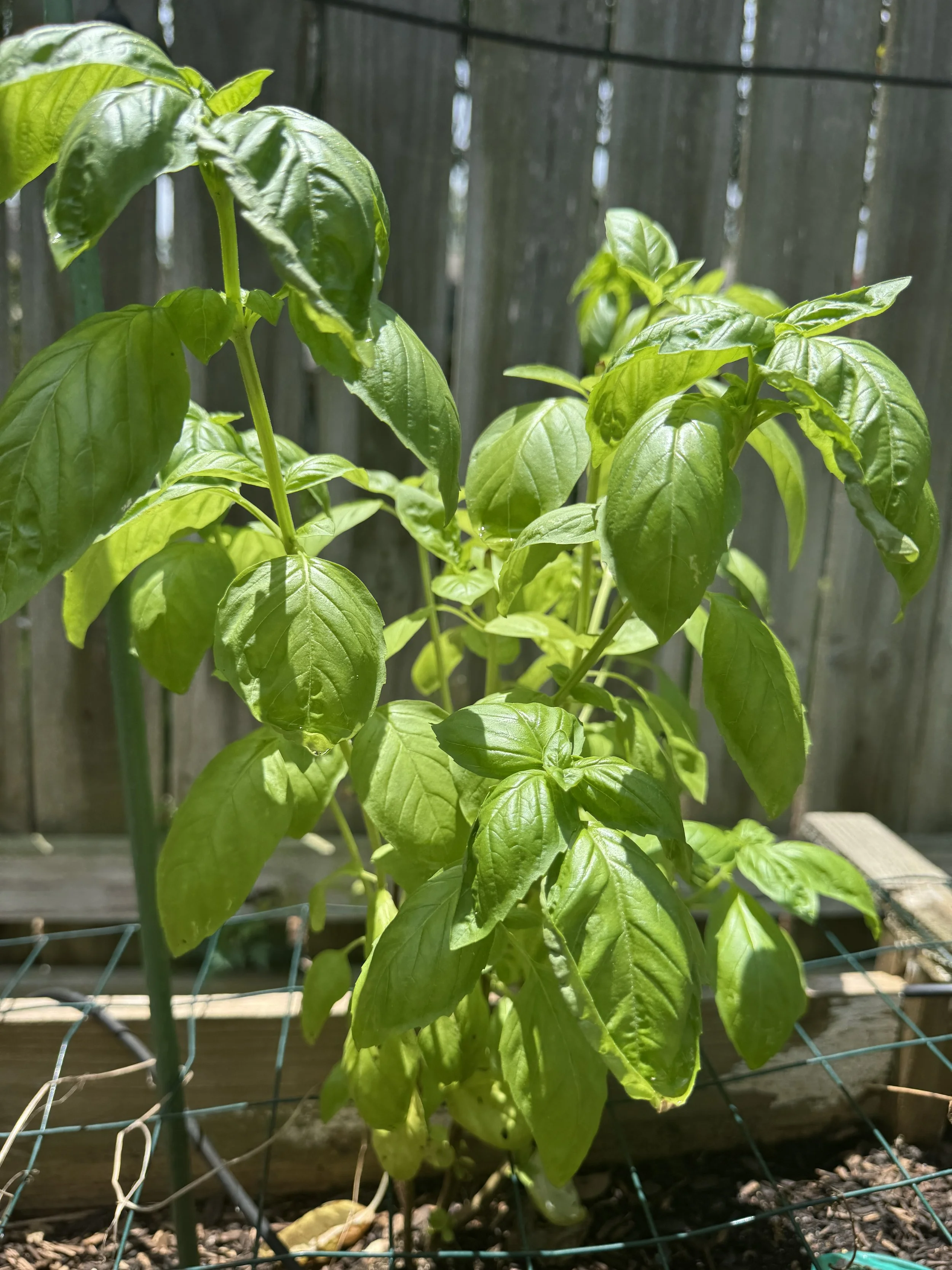 The Houston Veggie Garden Checklist for April