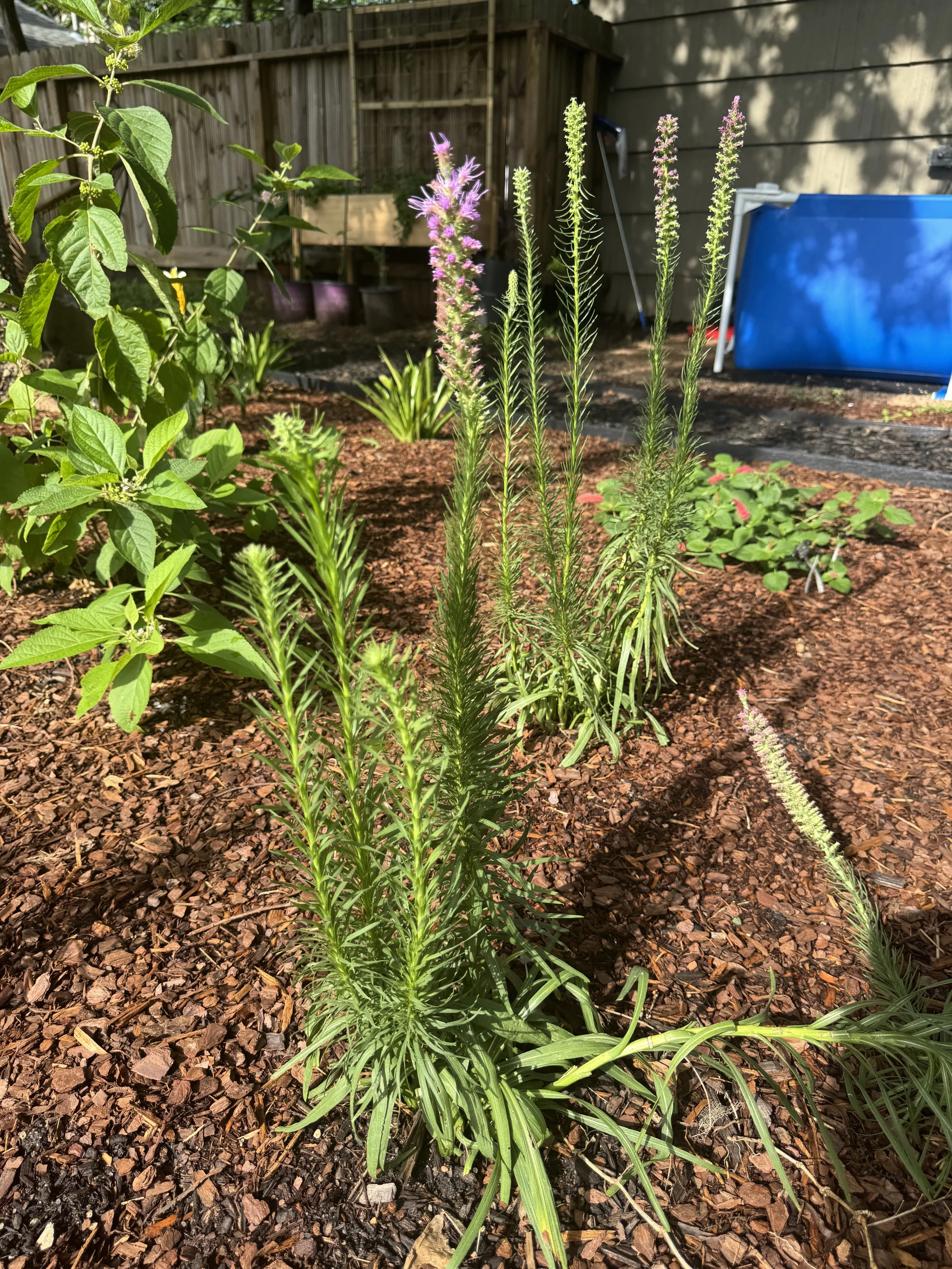 3 Native Plants in 3 Design Styles