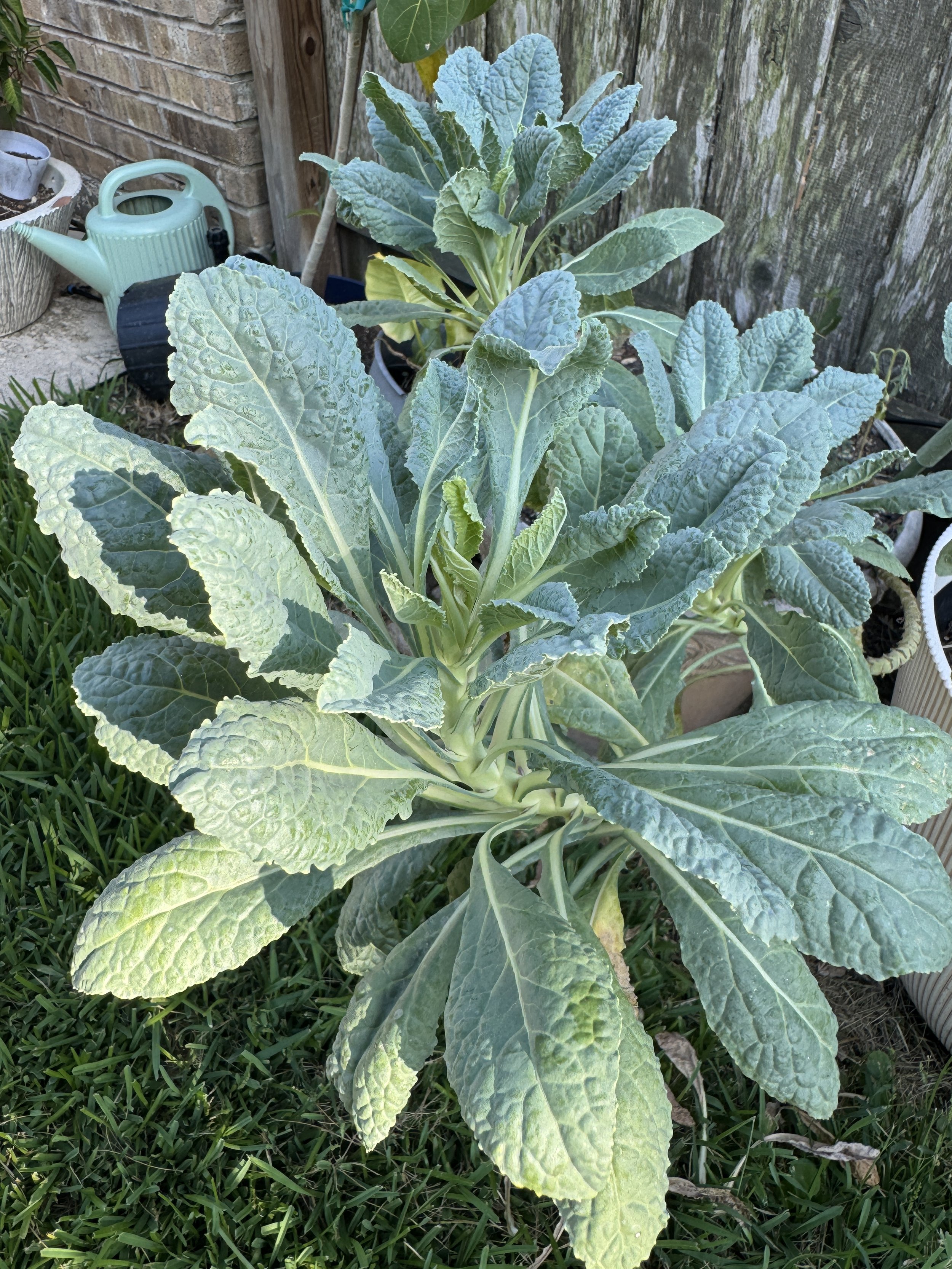 Alternative Salad Greens for Houston Gardeners in Summer