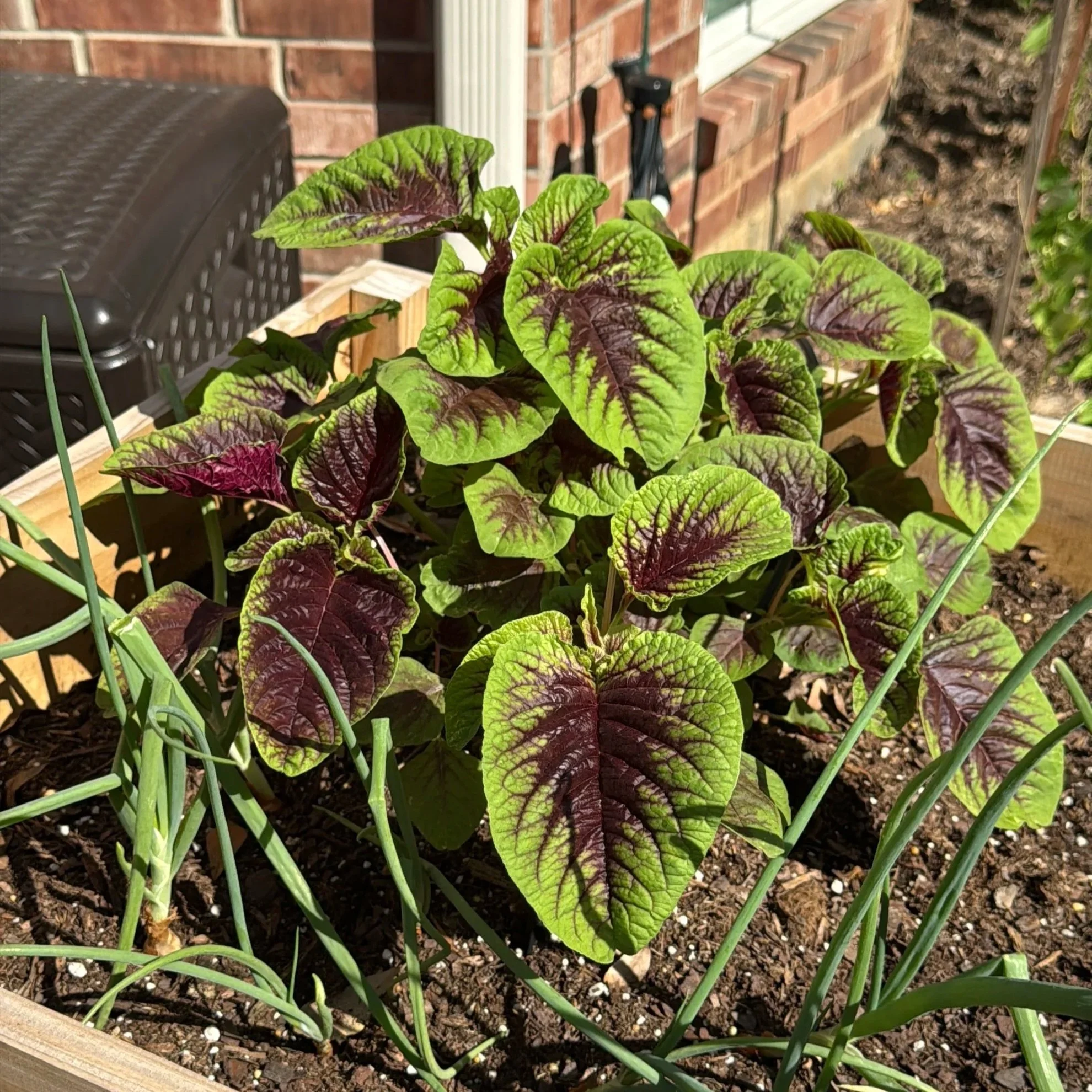 Callaloo or Chinese Red Strip Amaranth