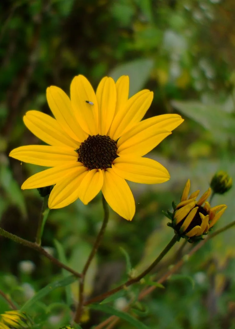 Helianthus-angustifolius-Swamp-Sunflower-Photo-by-J-Ausmus.jpg