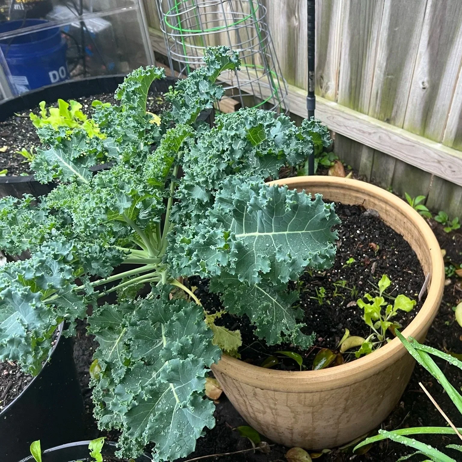 Curly "blue" kale