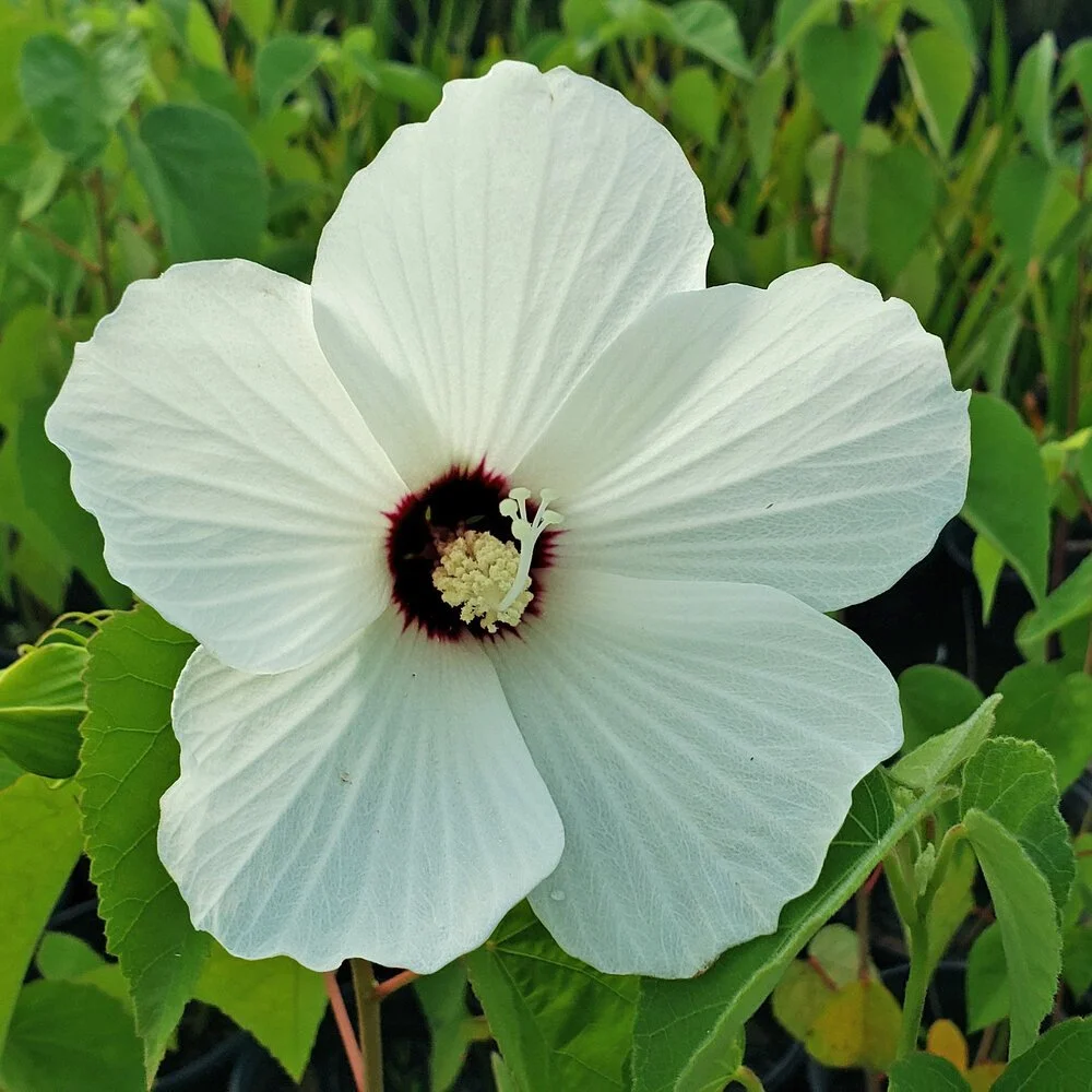 Wooley_RoseMallow.jpg