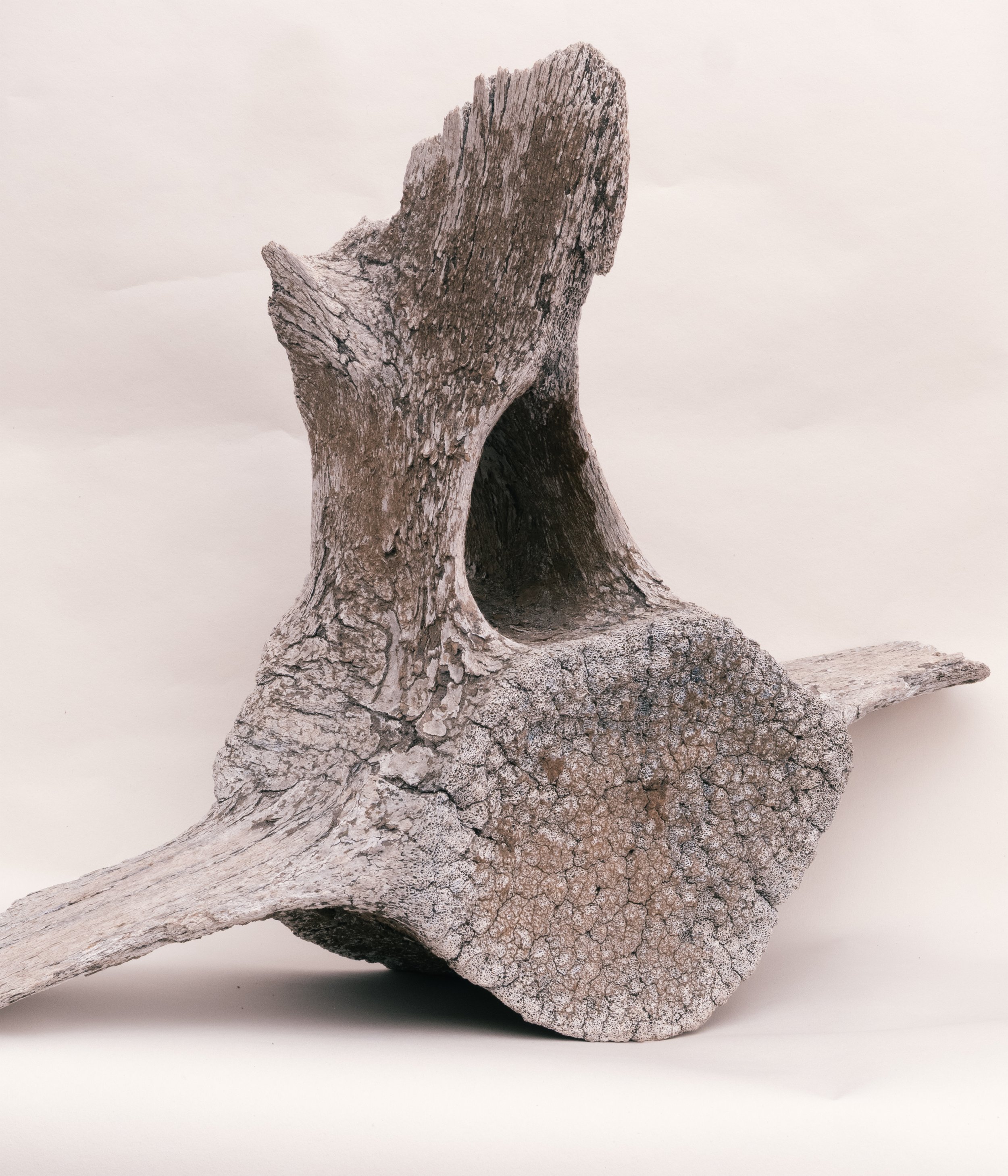 whale bone vertabre.jpg