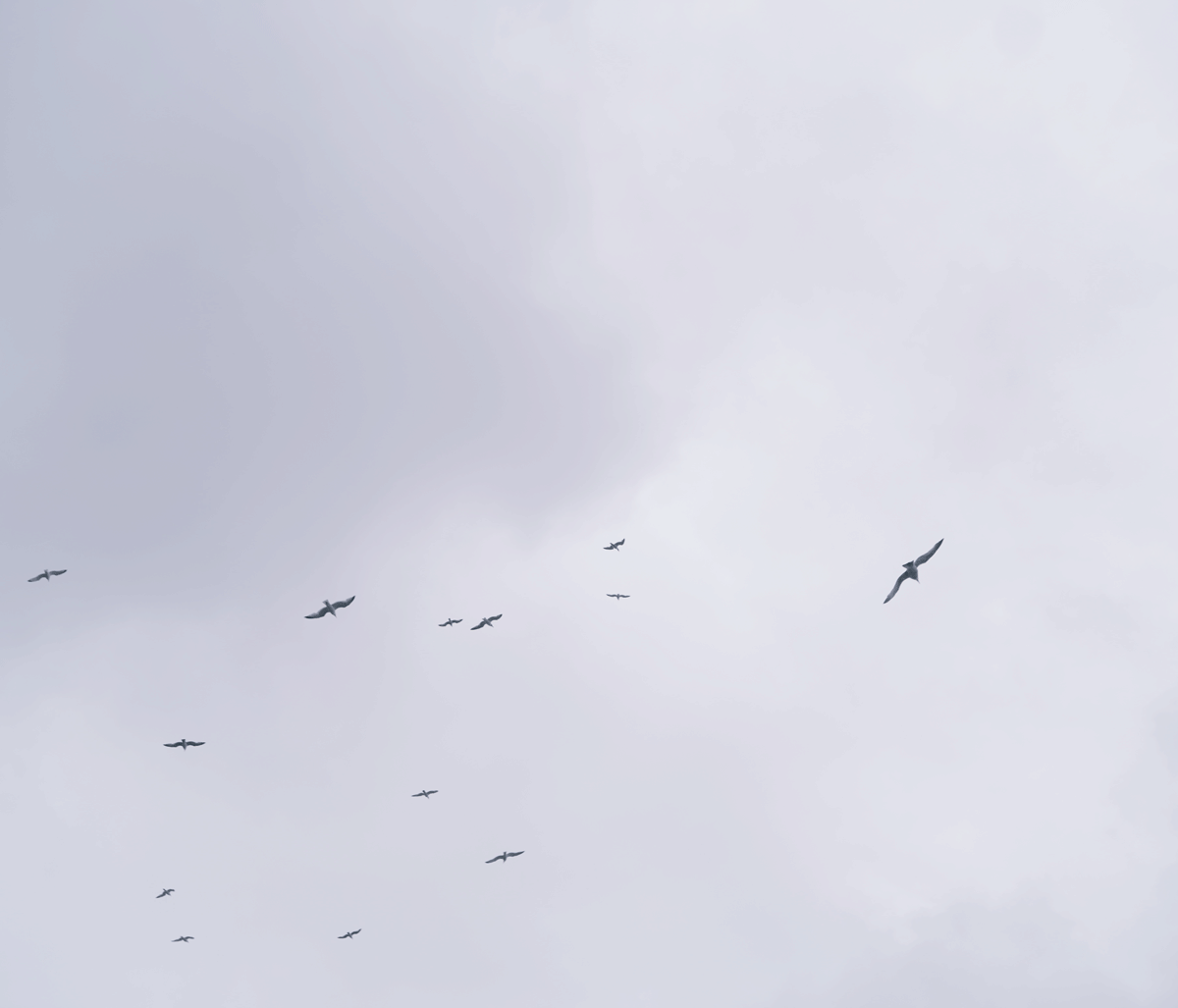 birds.gif