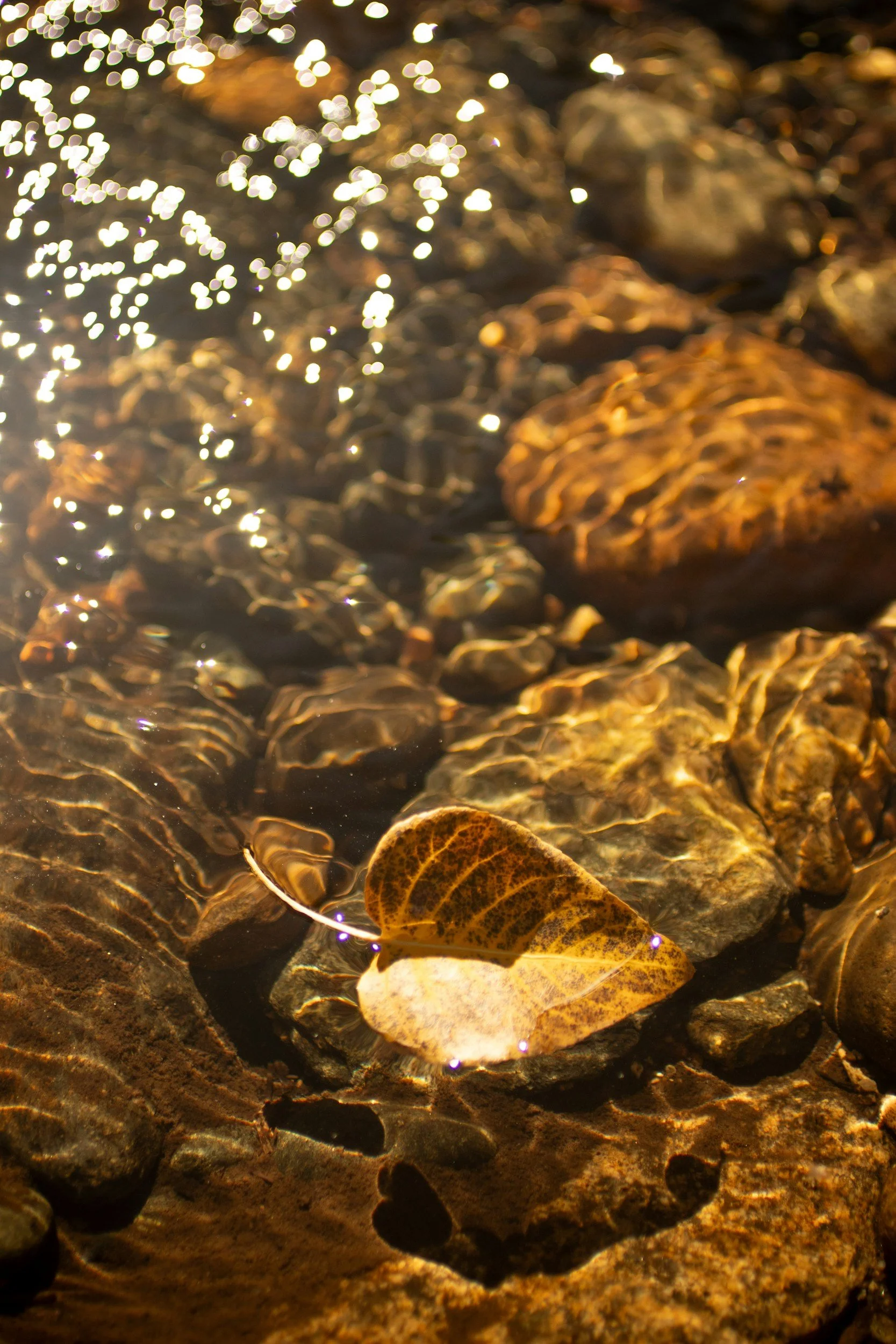 An Aspen leaf floating on clear water over rocks, with sunlight reflecting off the water surface.