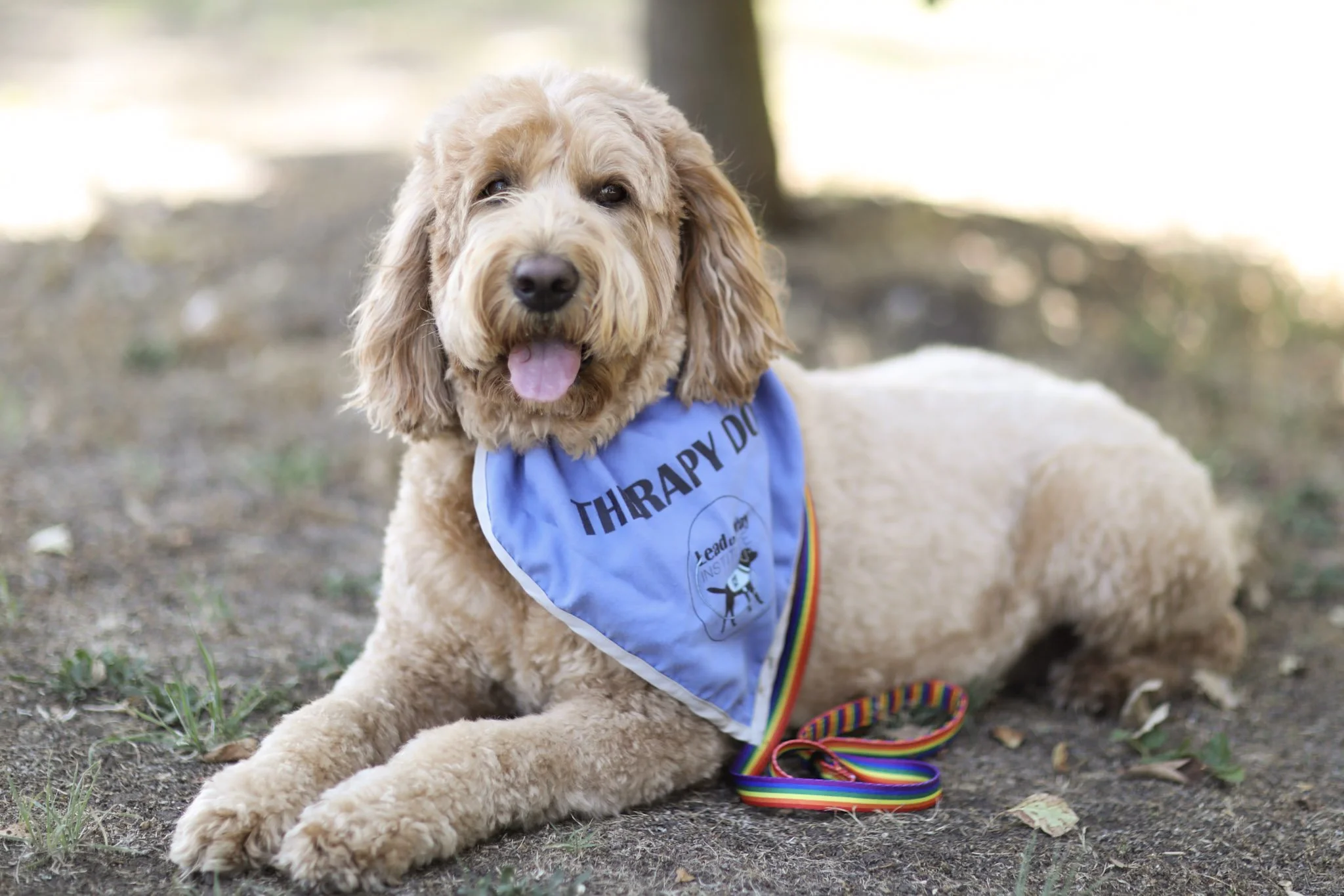 Ginny Therapy Dog